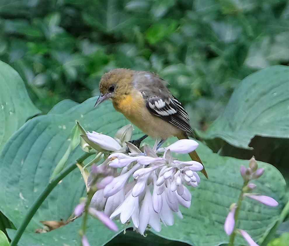 Nature photograph baltimore oriole on the birdbath hosta