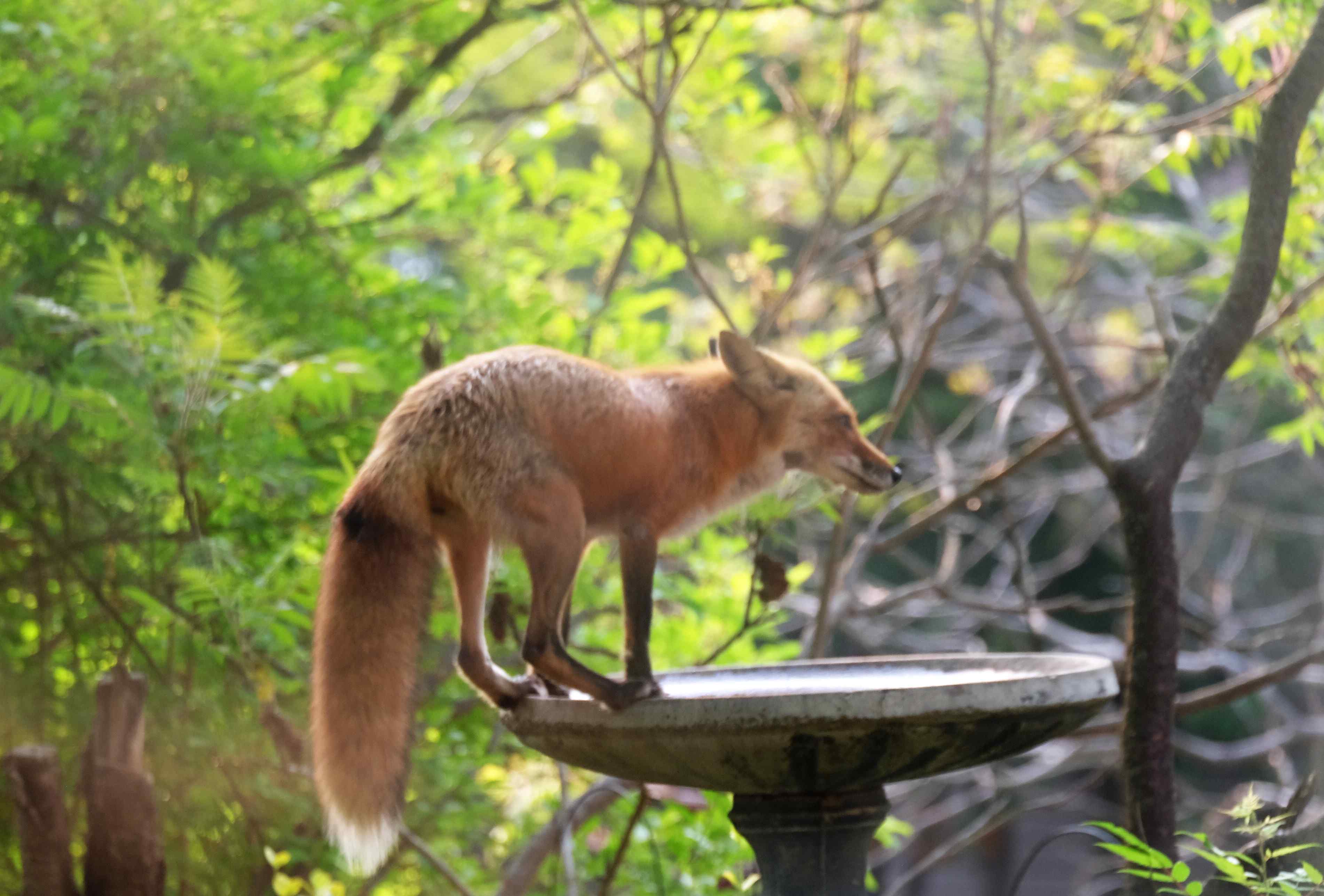 Nature photograph fox jumped up onto the front birdbath
