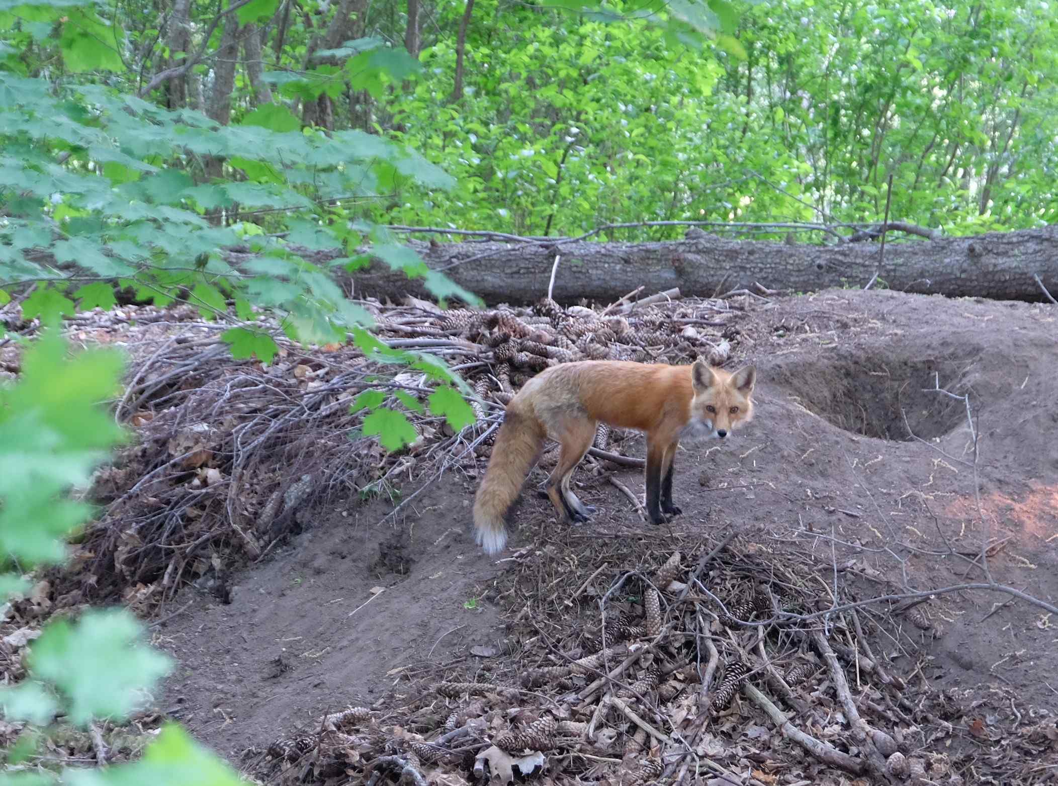 Nature photograph fox at his foxhole in the ravine
