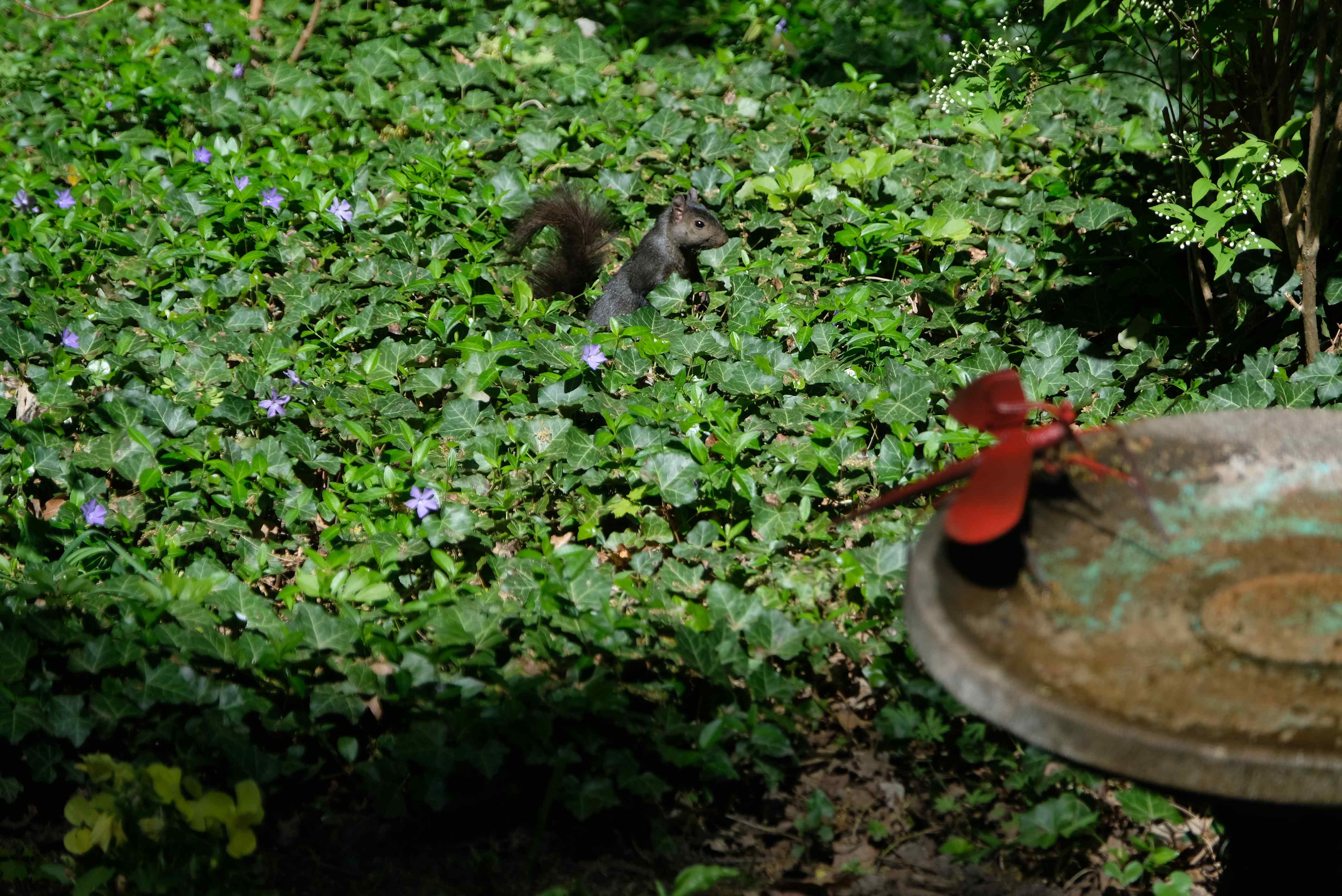 Nature photograph squirrel in the ivy