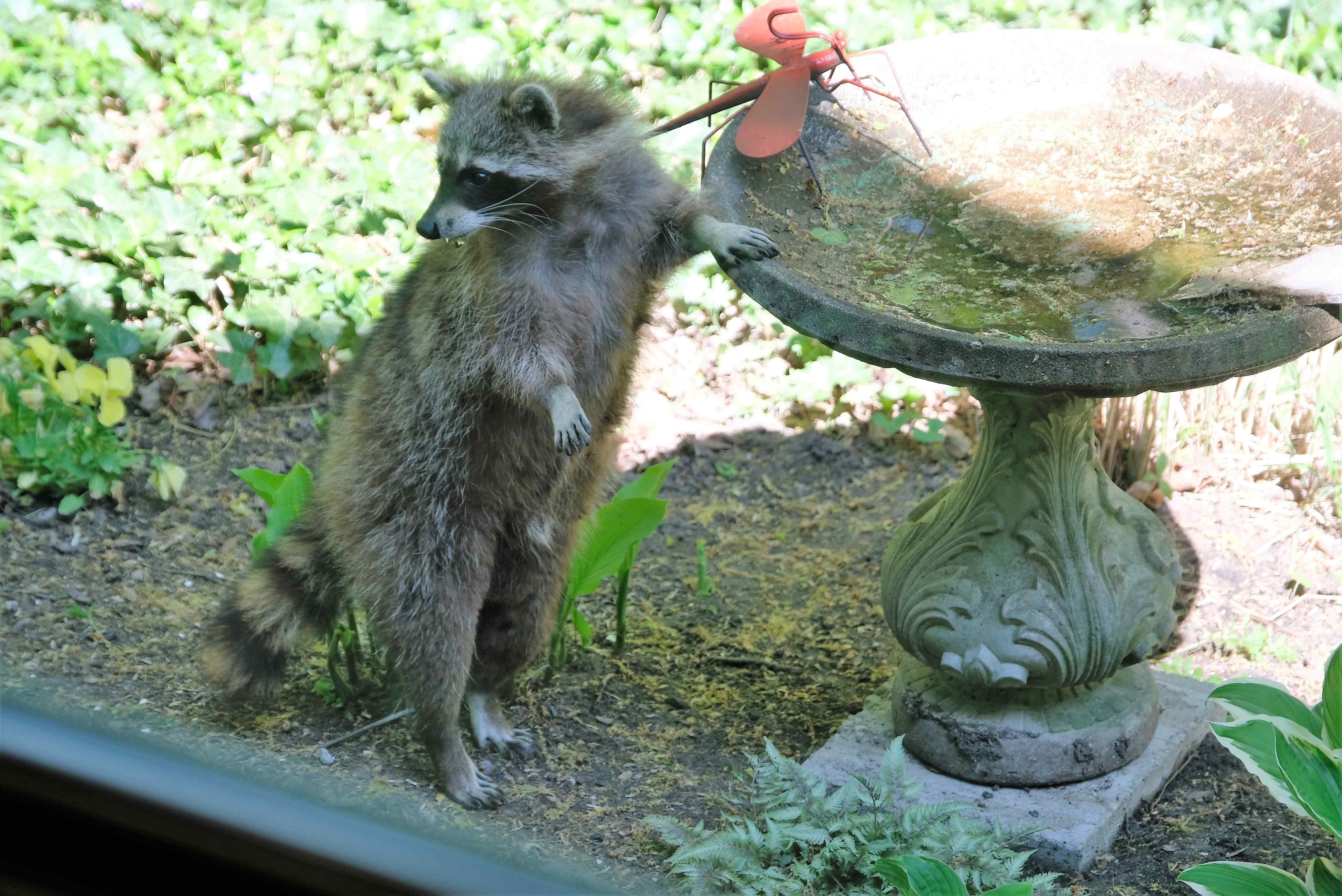 Nature photograph raccoon one paw on birdbath