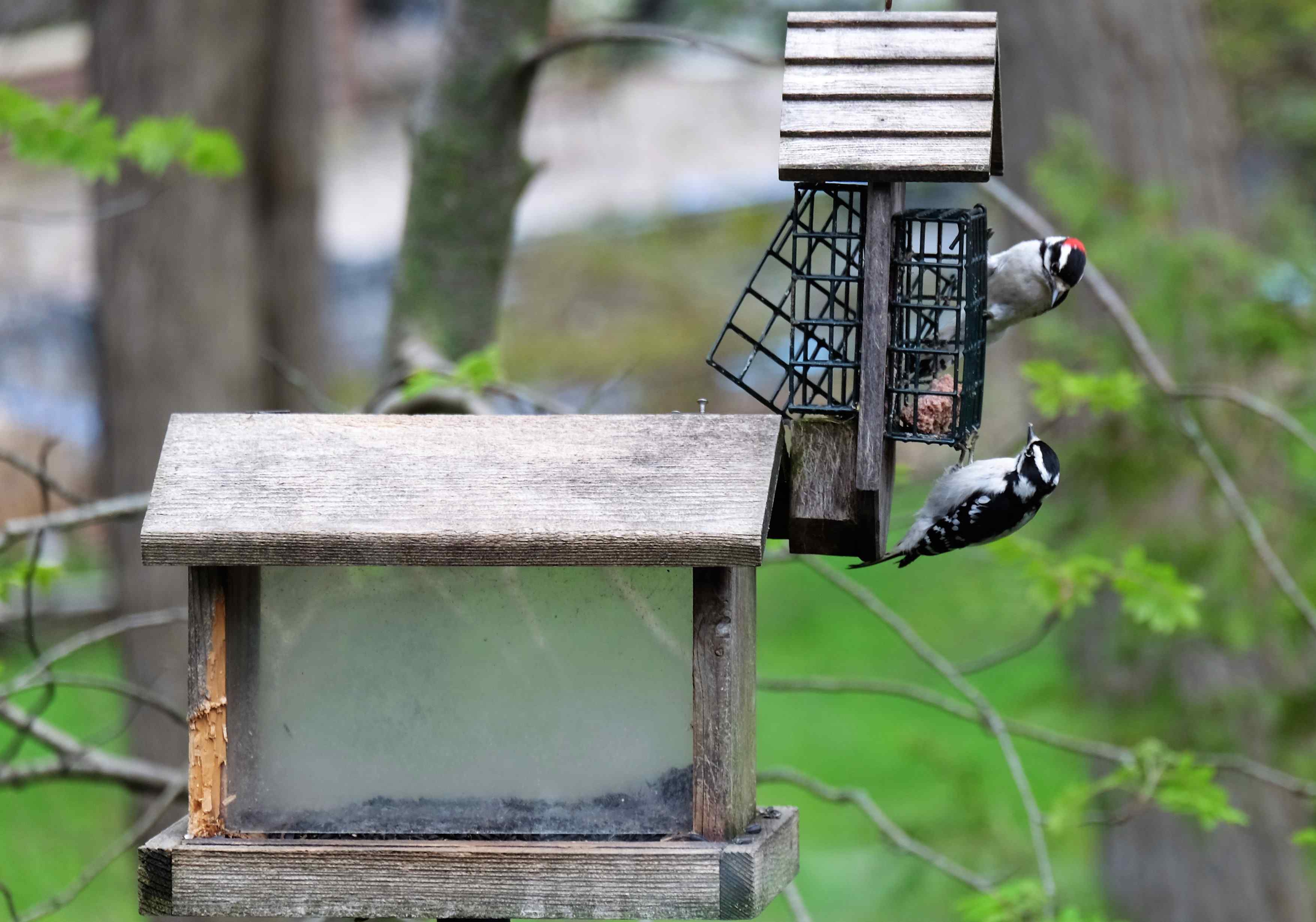 Nature photograph pair of downy woodpeckers at the feeder