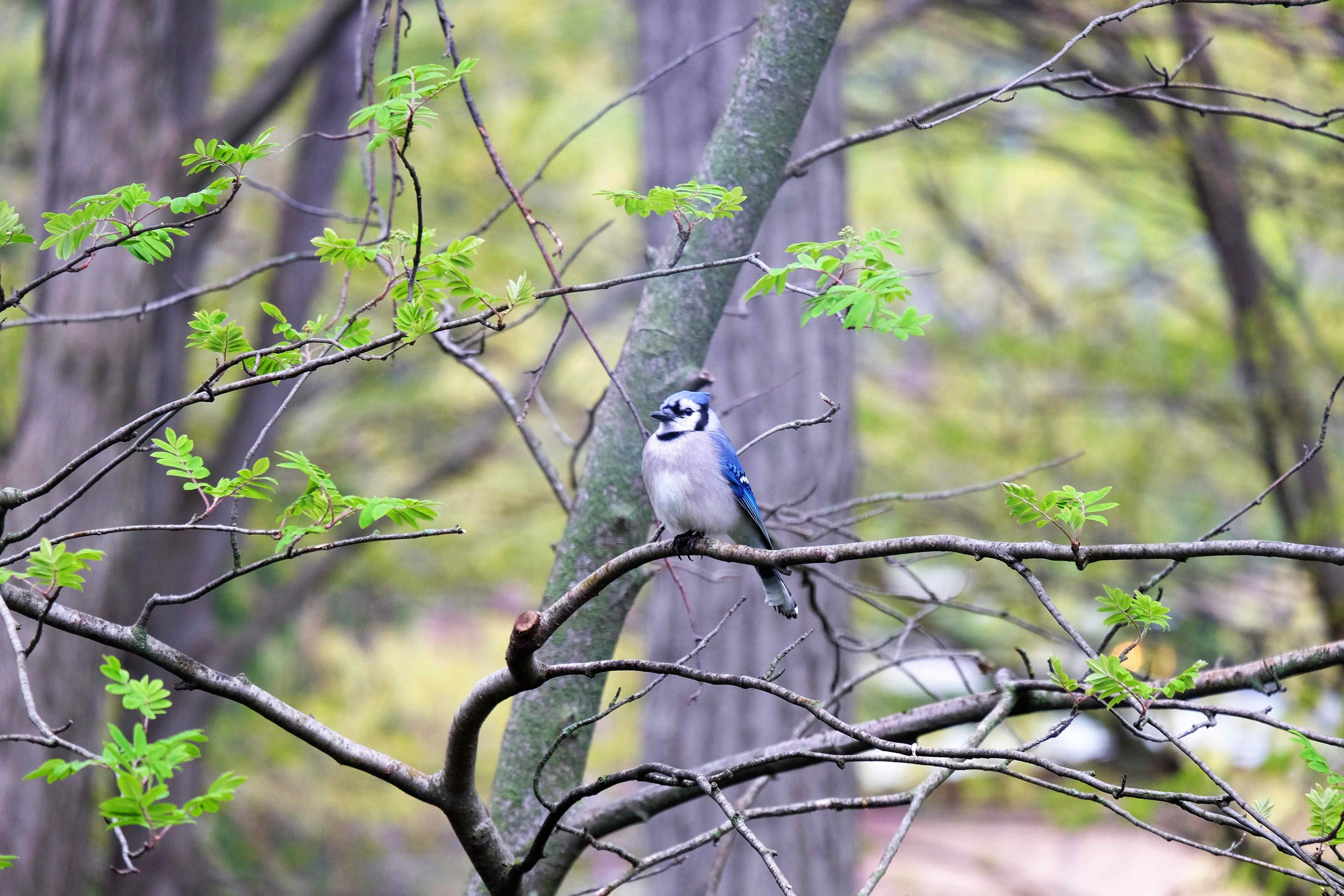 Nature photograph fat blue jay in the tree