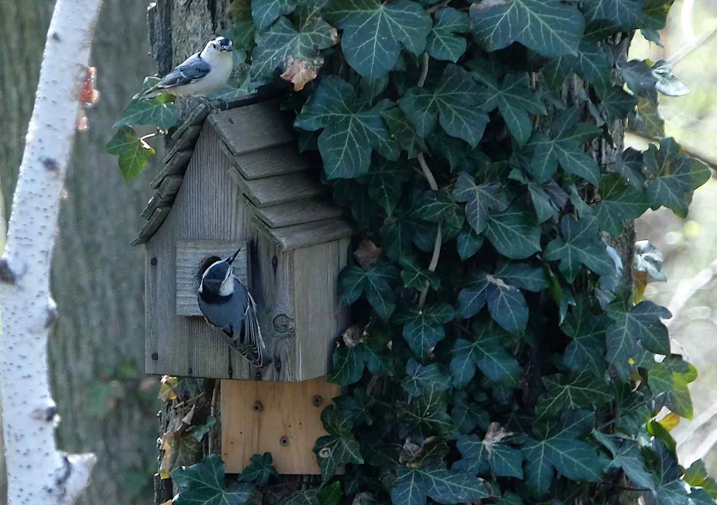 Nature photograph pair of nuthatches at the birdhouse