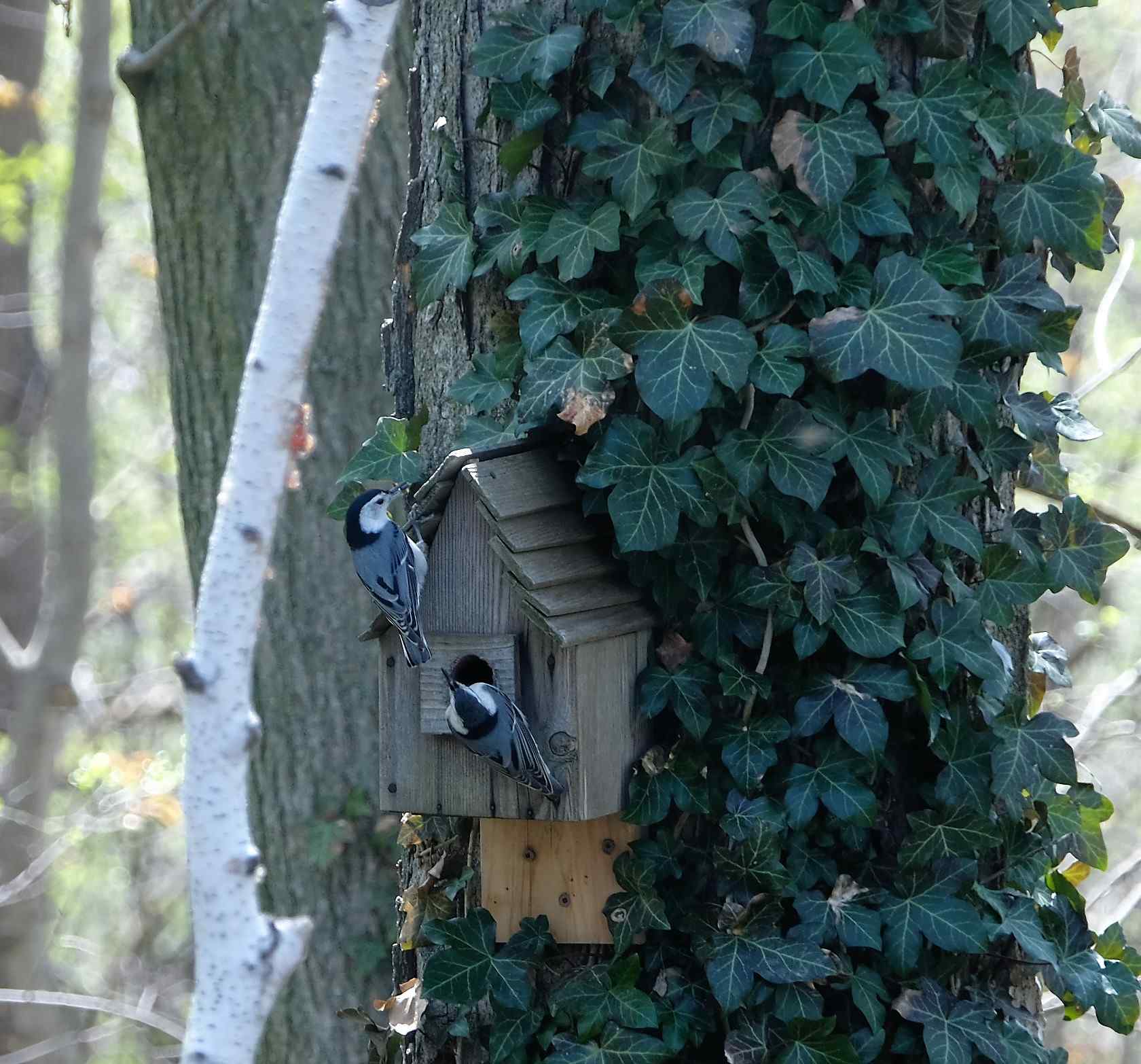 Nature photograph two curious nuthatches at the birdhouse