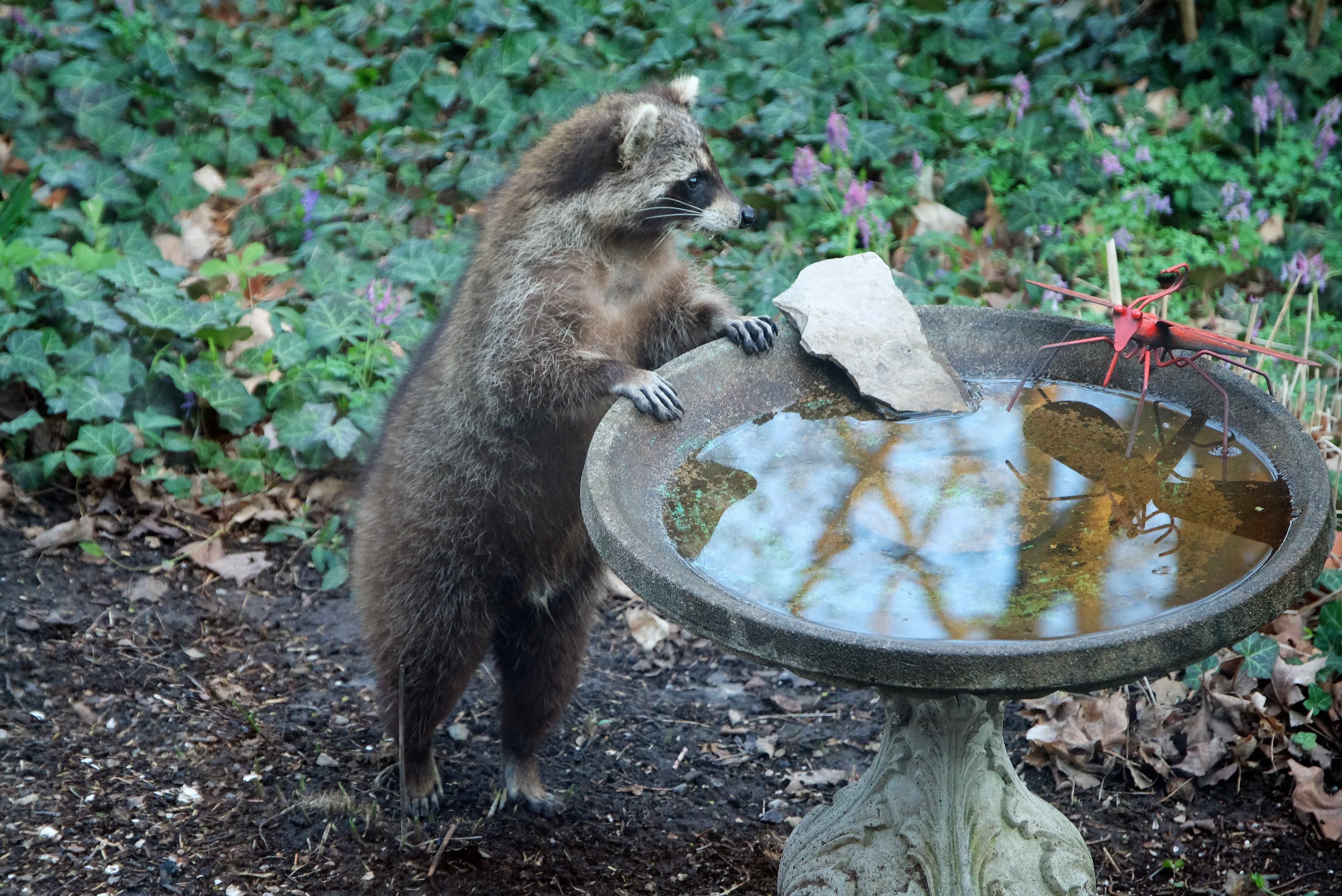 Nature photograph raccoon at birdbath
