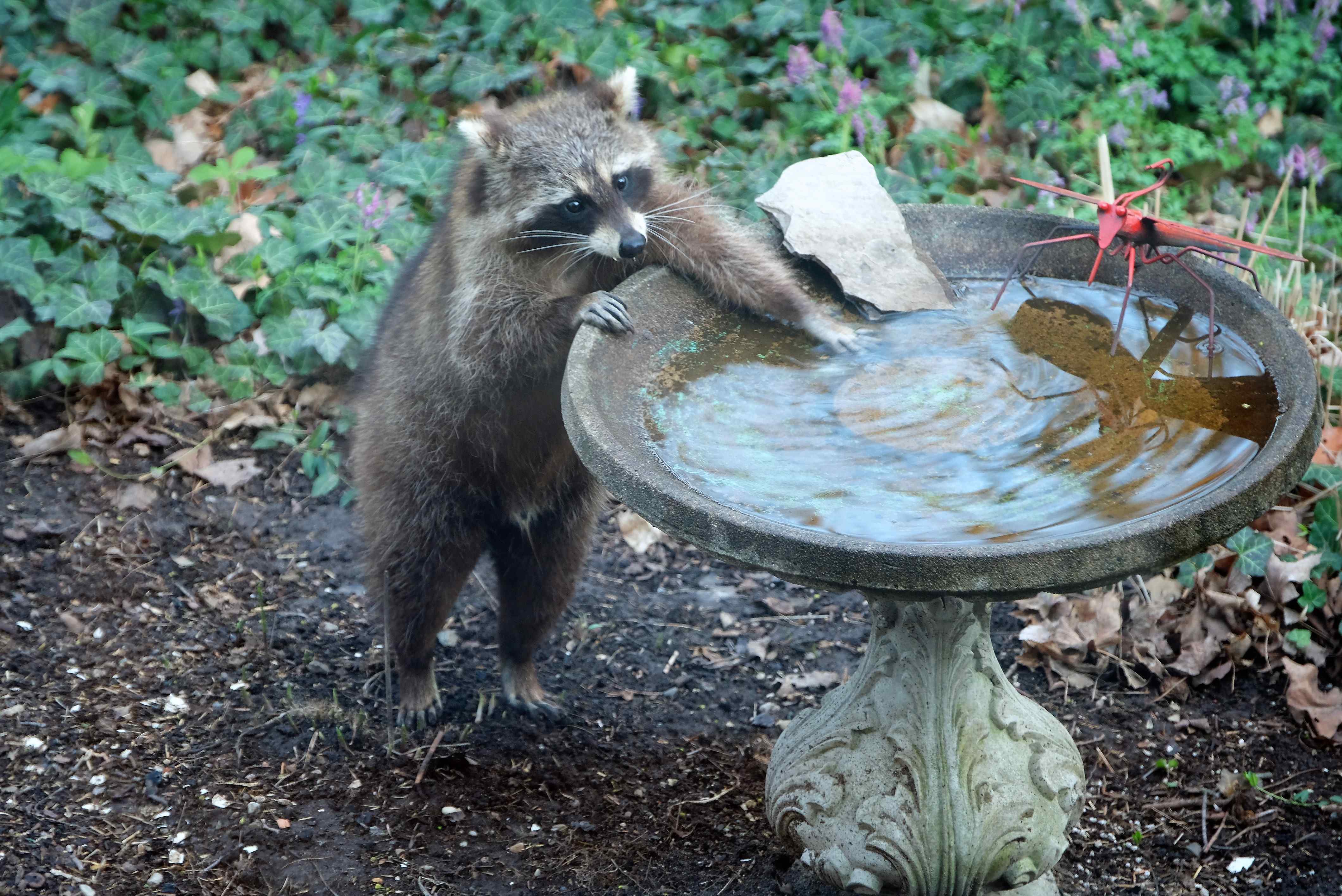 Nature photograph raccoon fishing