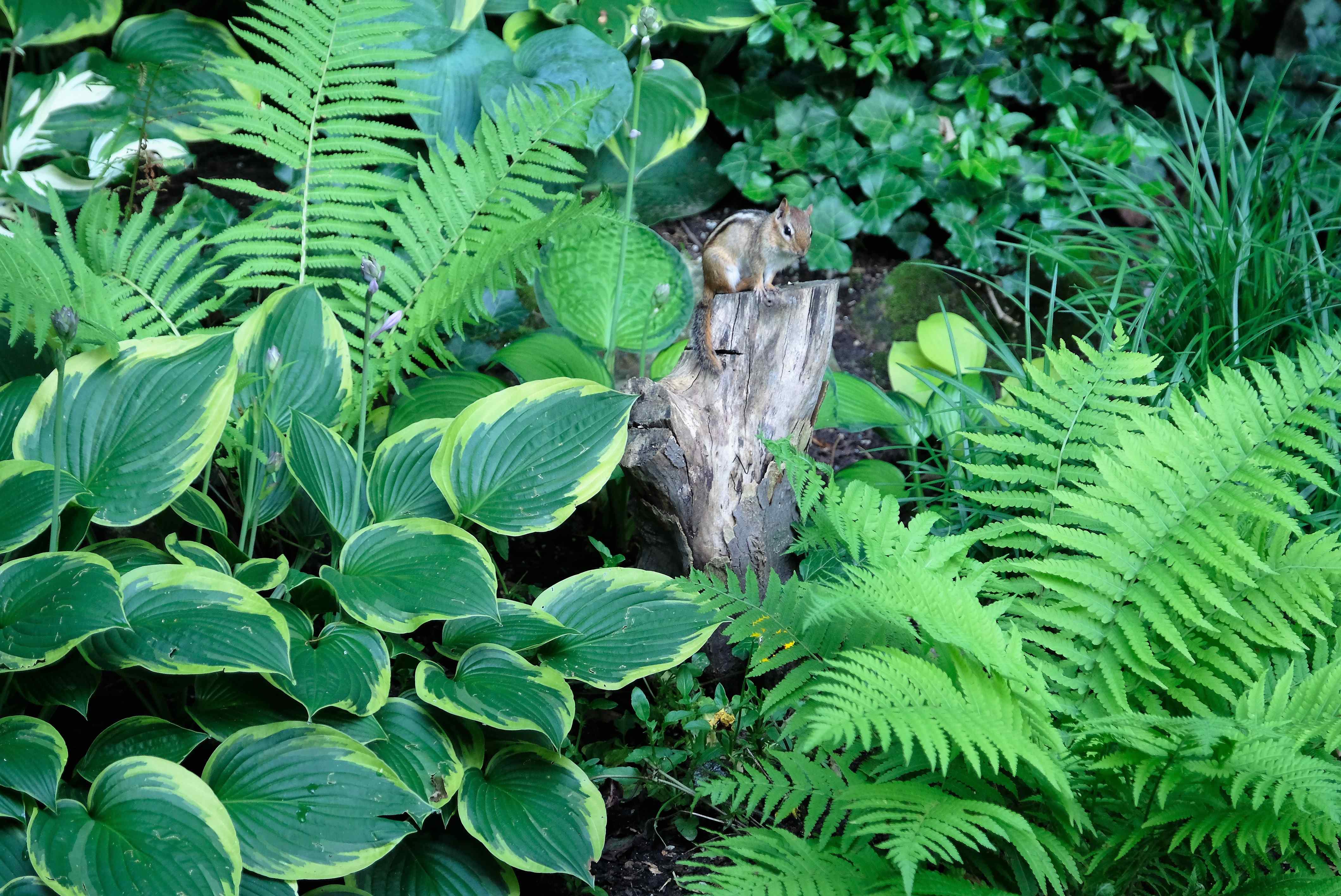 Nature photograph chipmunk on a stump