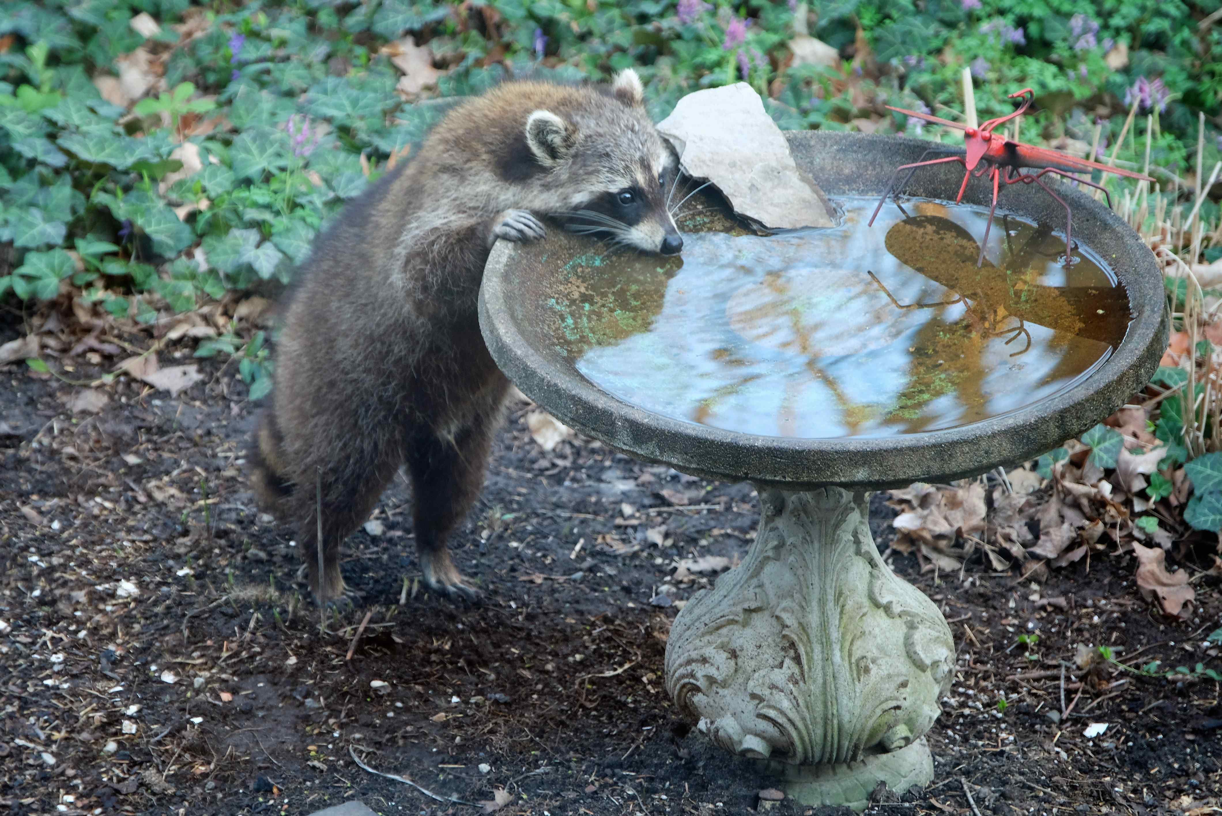 Nature photograph raccoon reflections