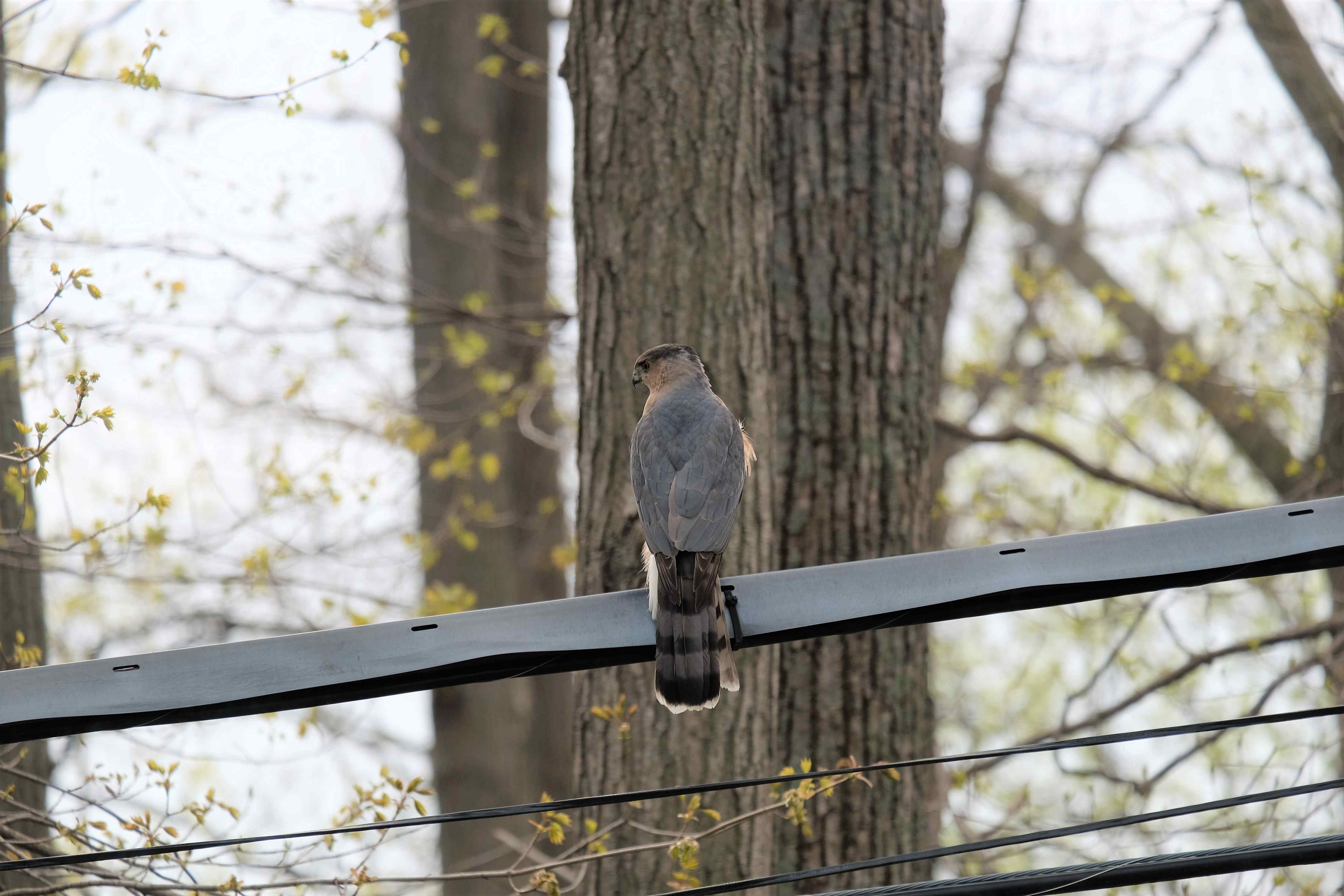 Nature photograph cooper's hawk backside
