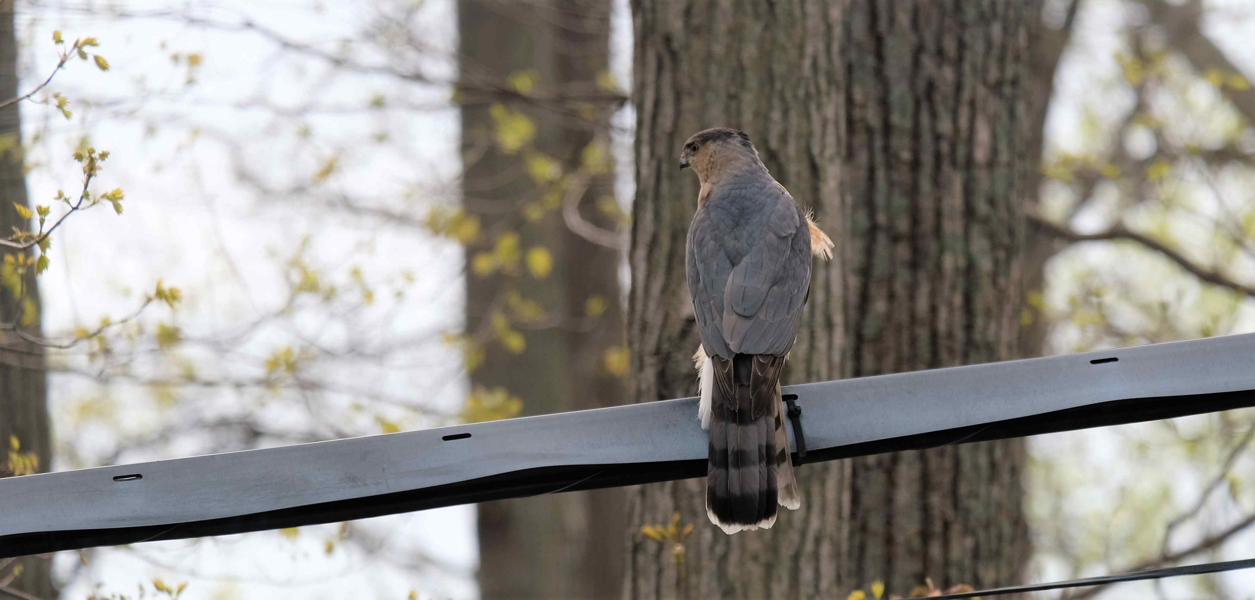 Nature photograph cooper's hawk on the line
