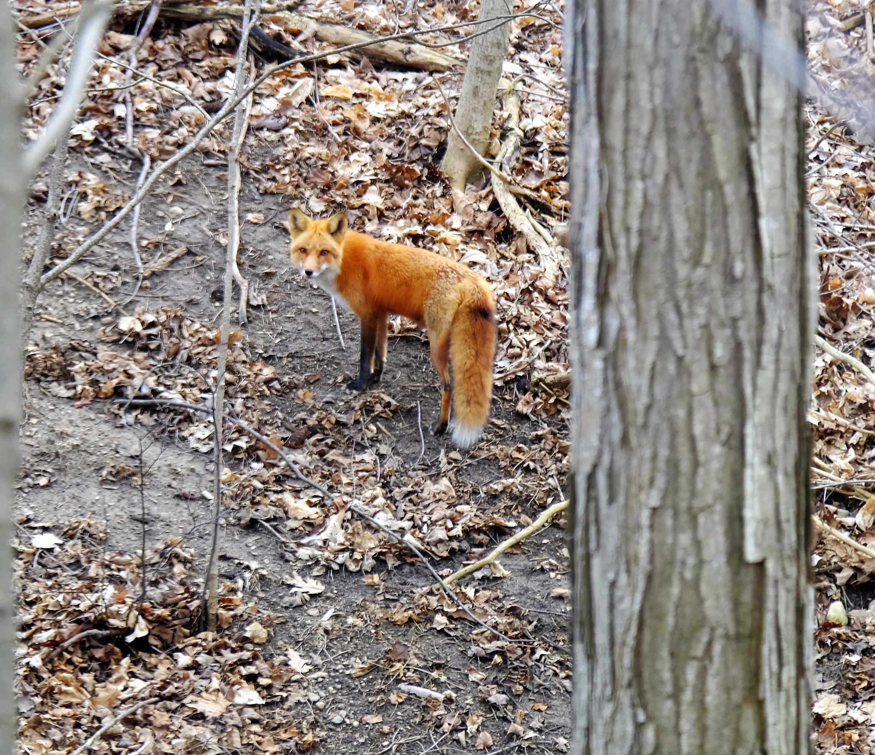 Nature photograph fox sees me