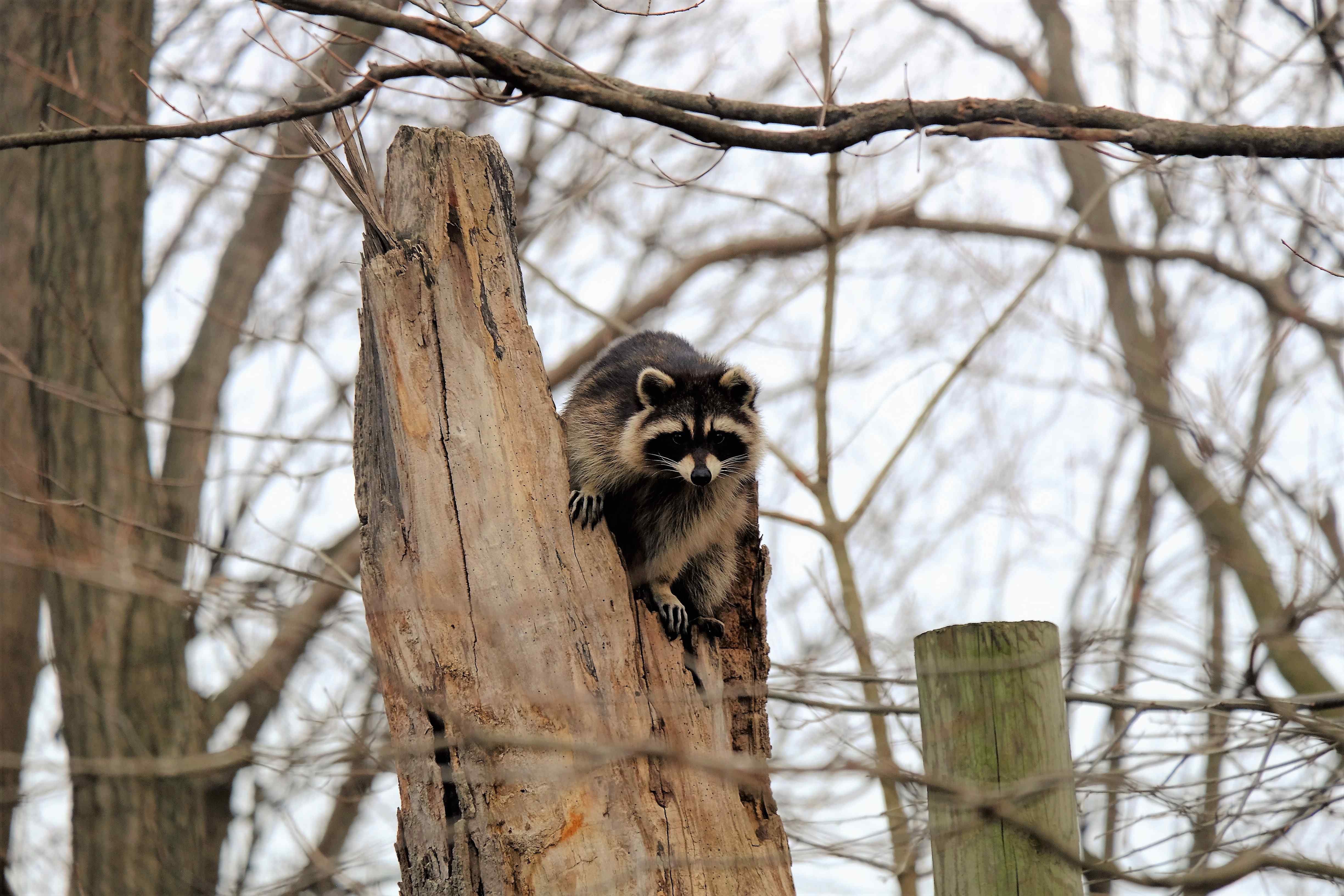 Nature photograph raccoon sees me