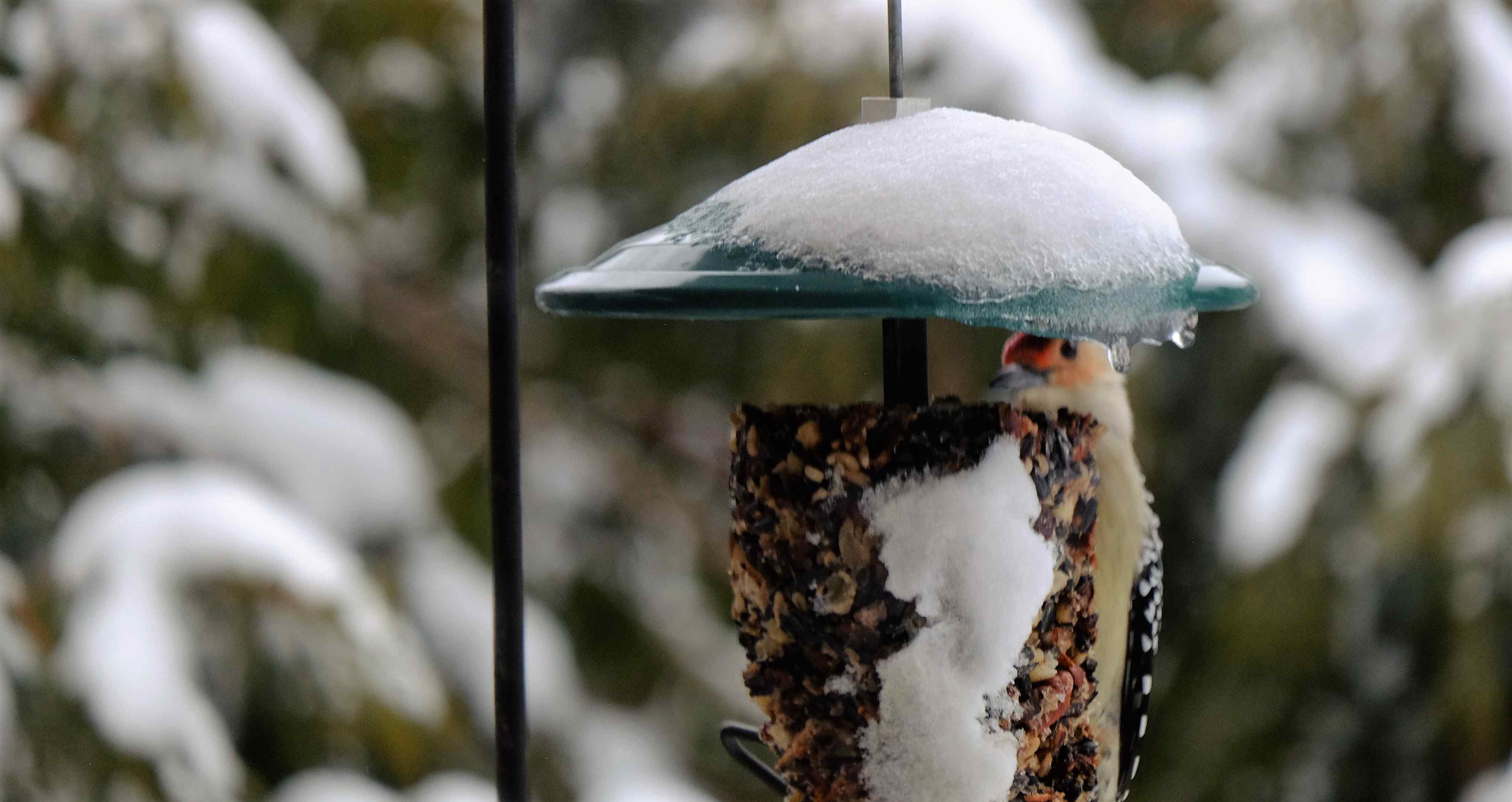 Nature photograph woodpecker peek-a-boo