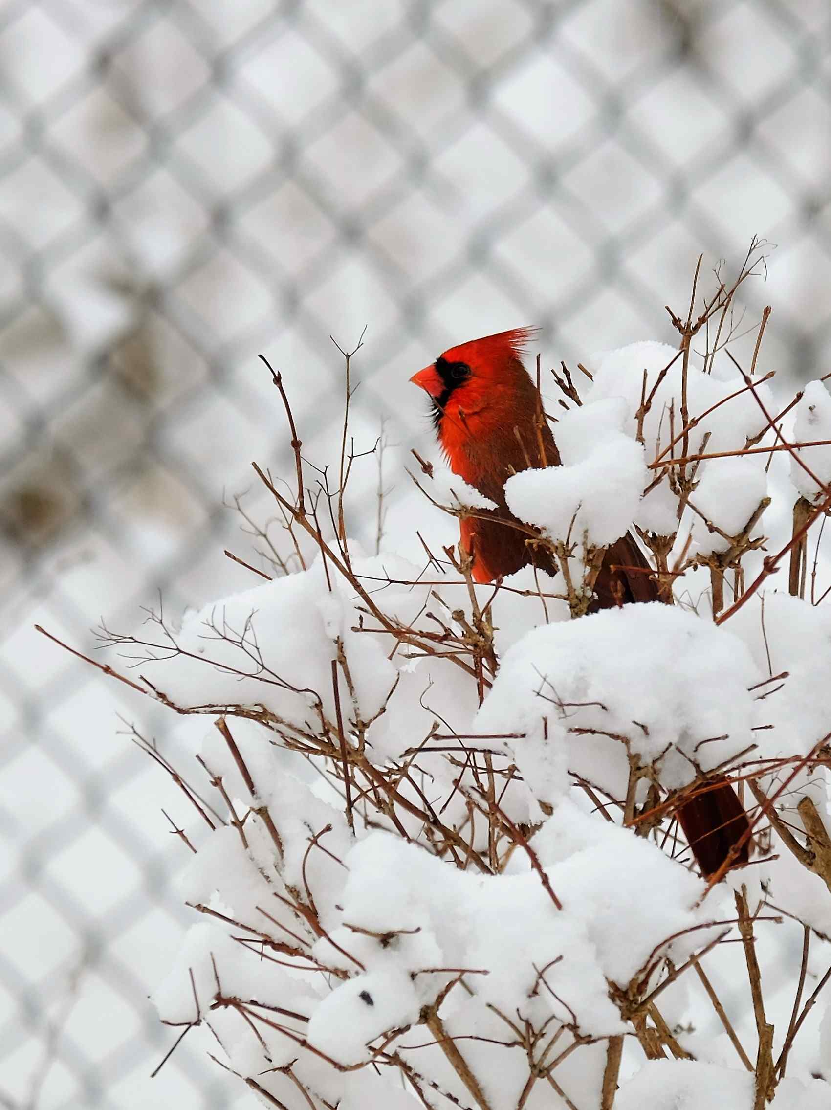 Nature photograph cardinal on white