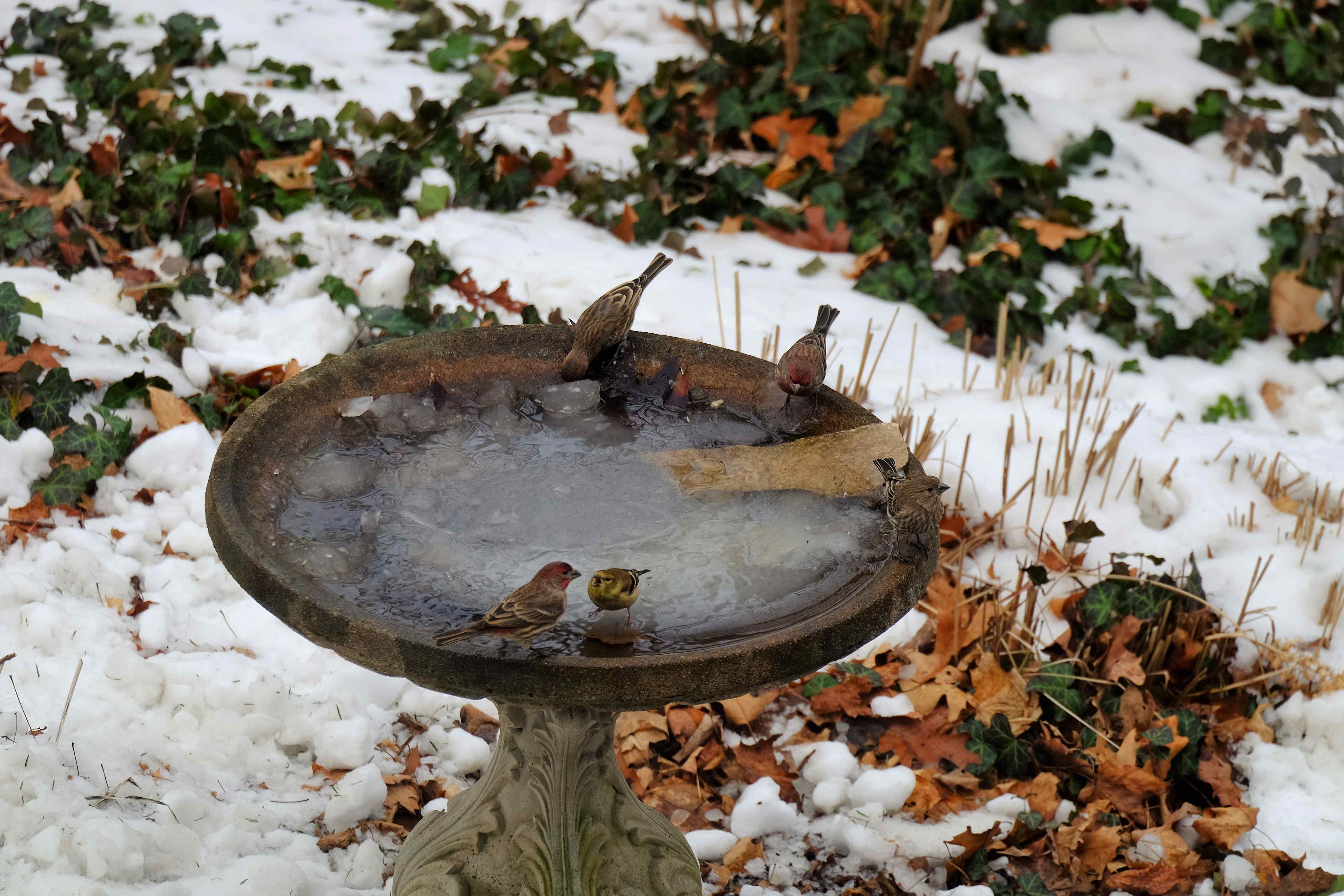 Nature photograph finches on ice