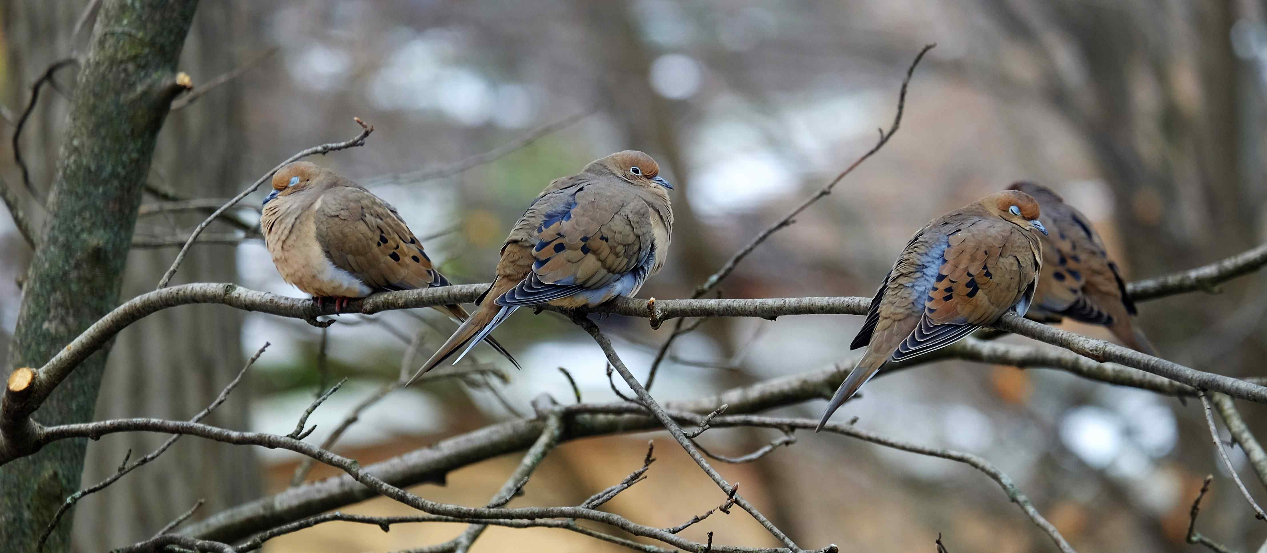 Nature photograph doves with blue accents