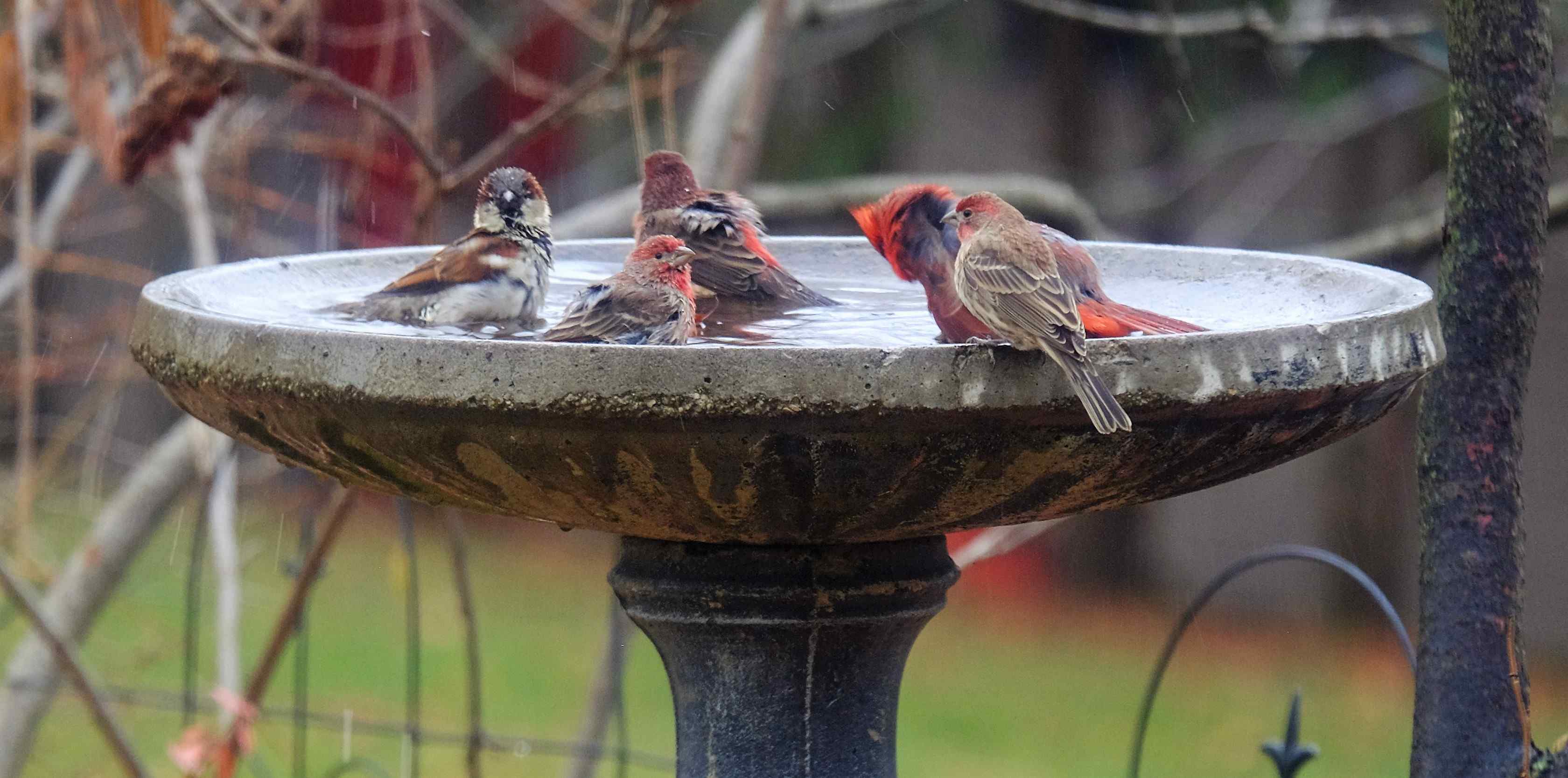 Nature photograph red accents pool party