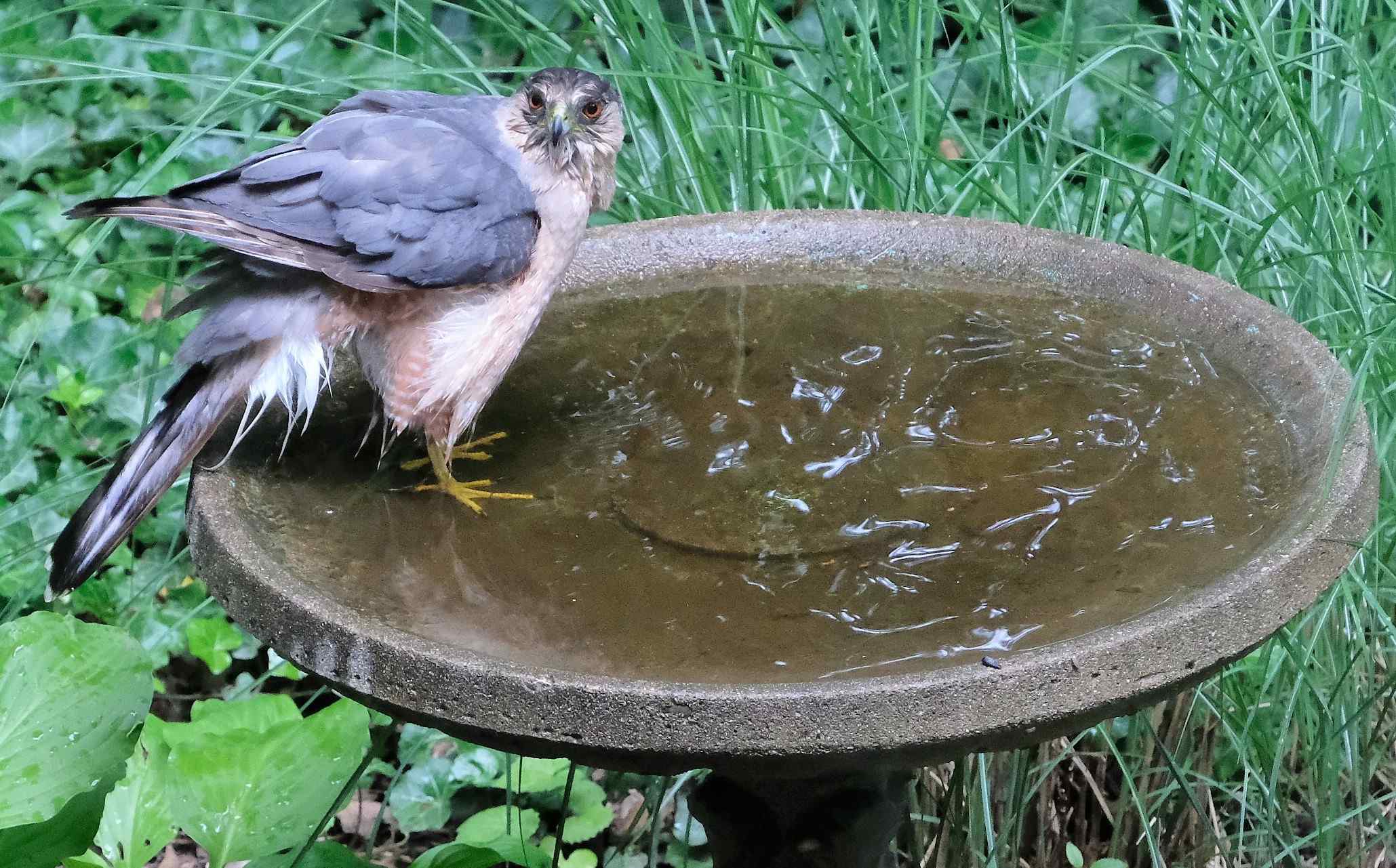 Nature photograph wide-eyed Cooper's Hawk in the birdbath