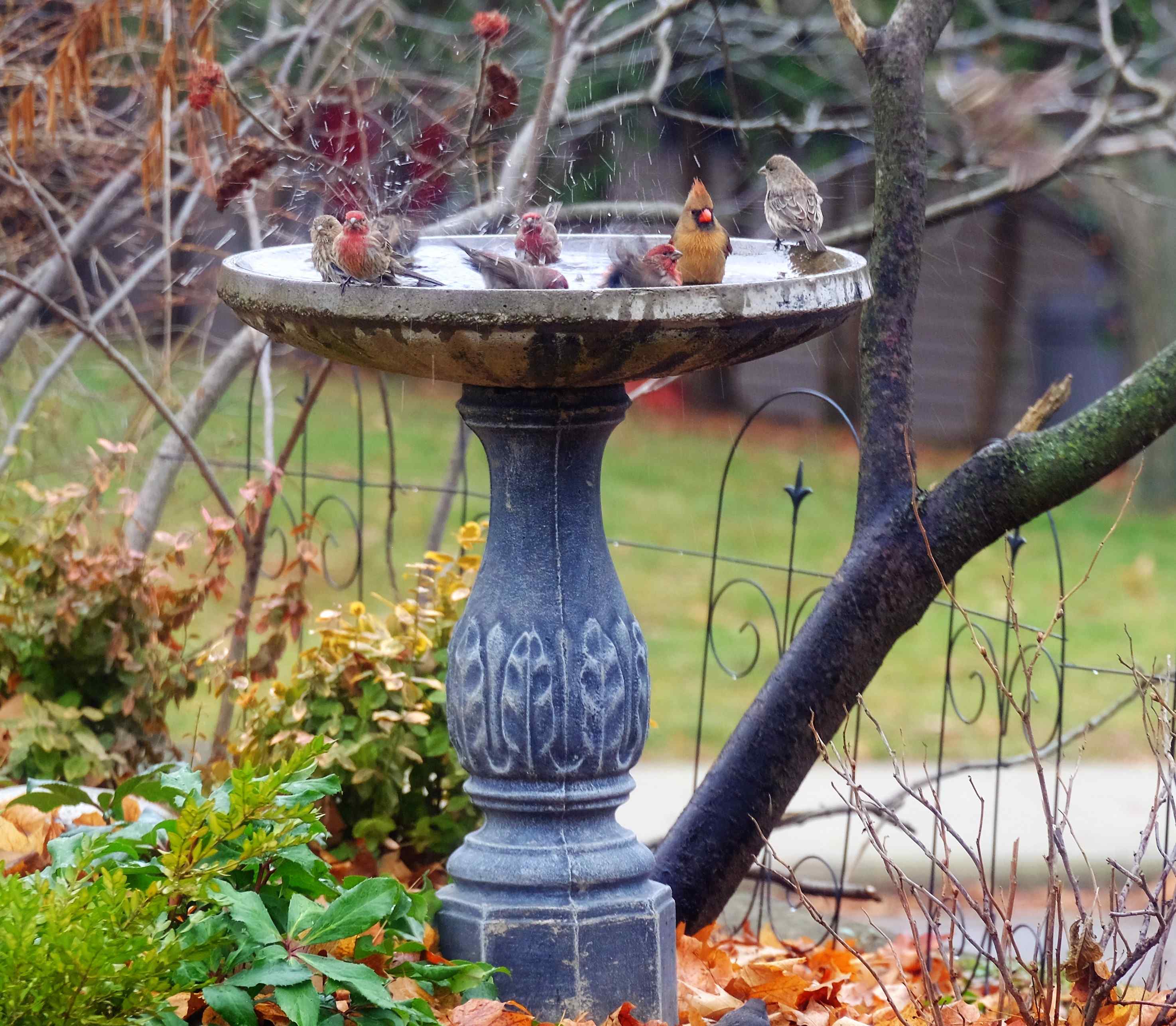 Nature photograph pool party in the blue birdbath