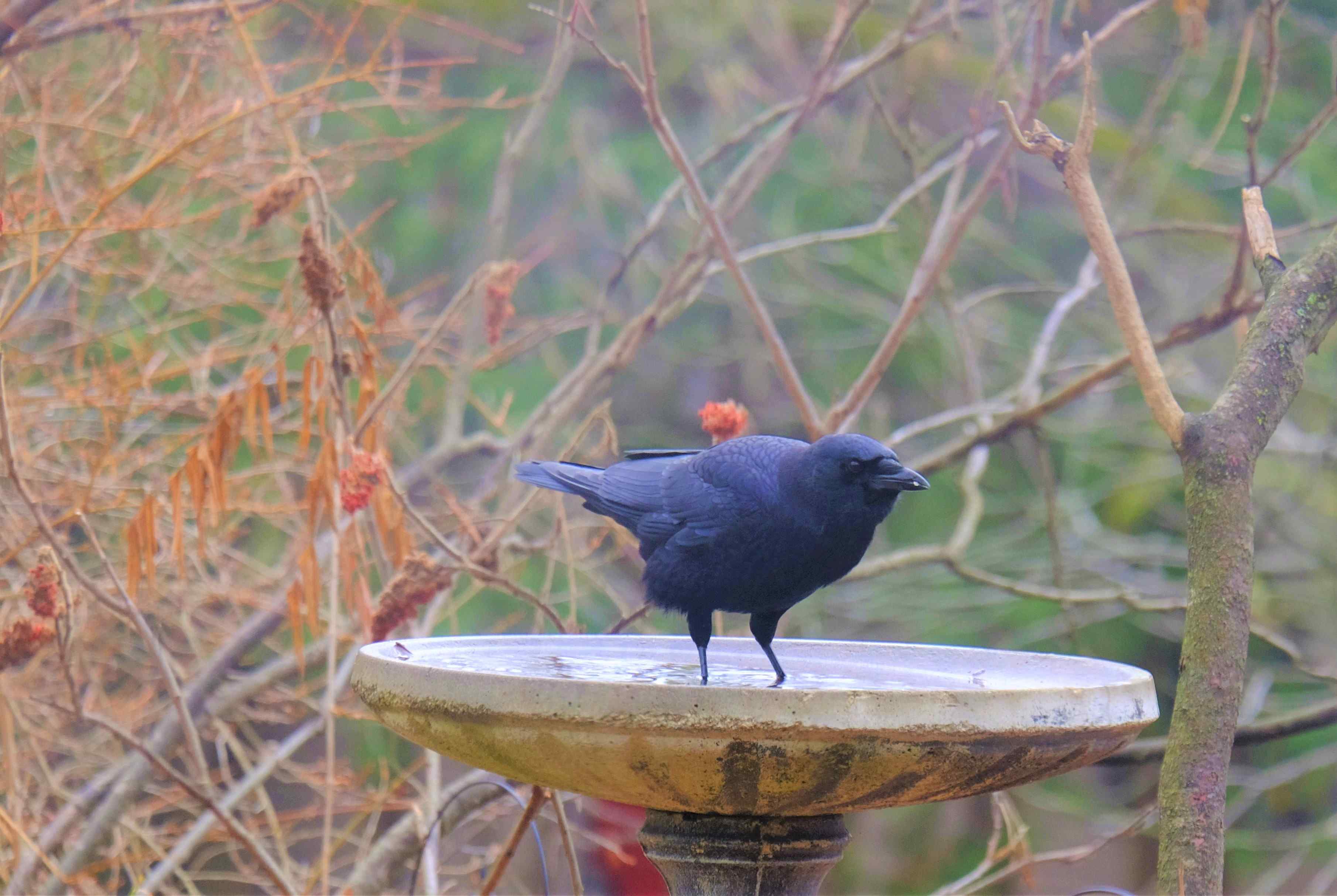 Nature photograph black crow in the birdbath