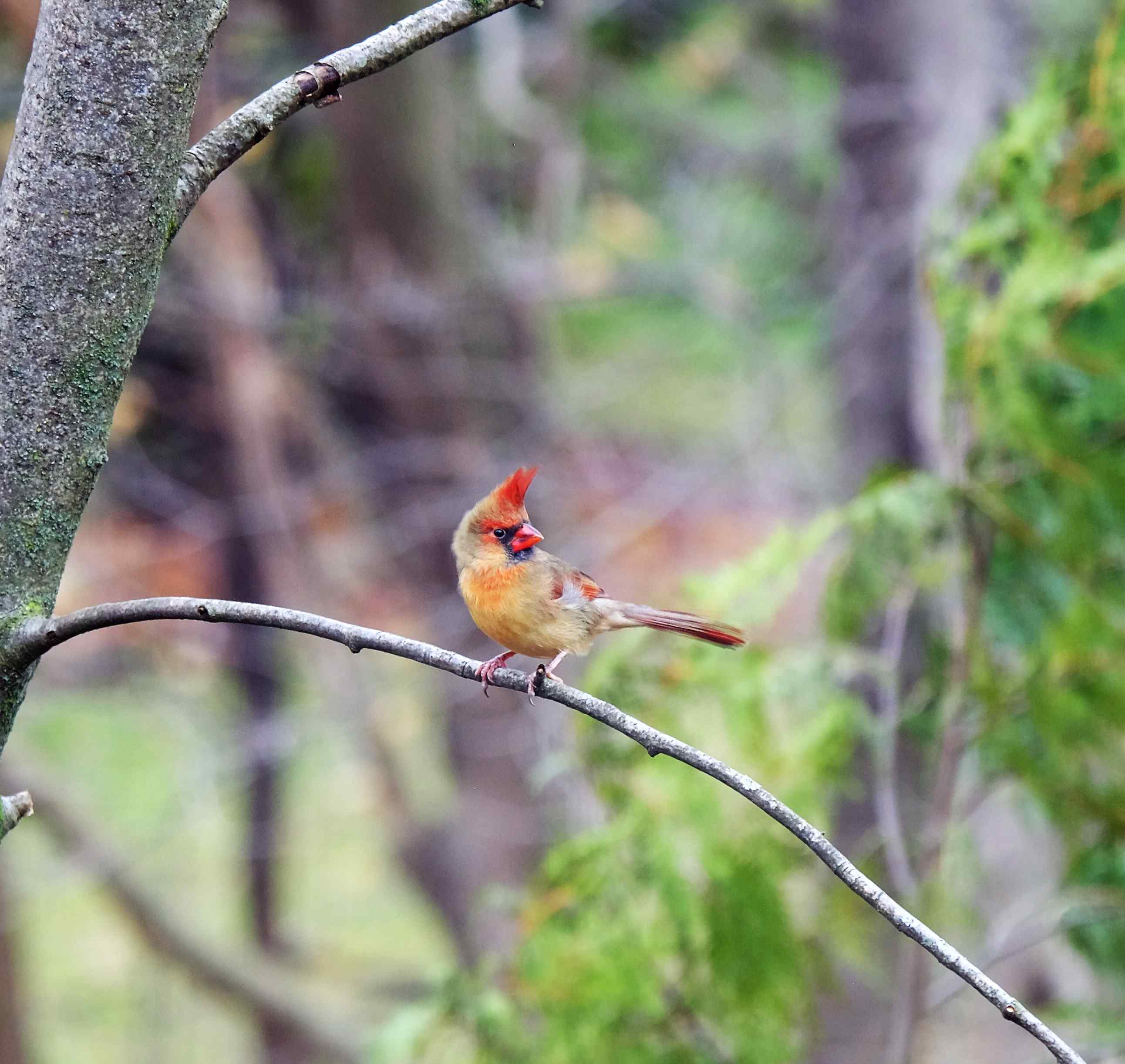 Nature photograph feisy female cardinal