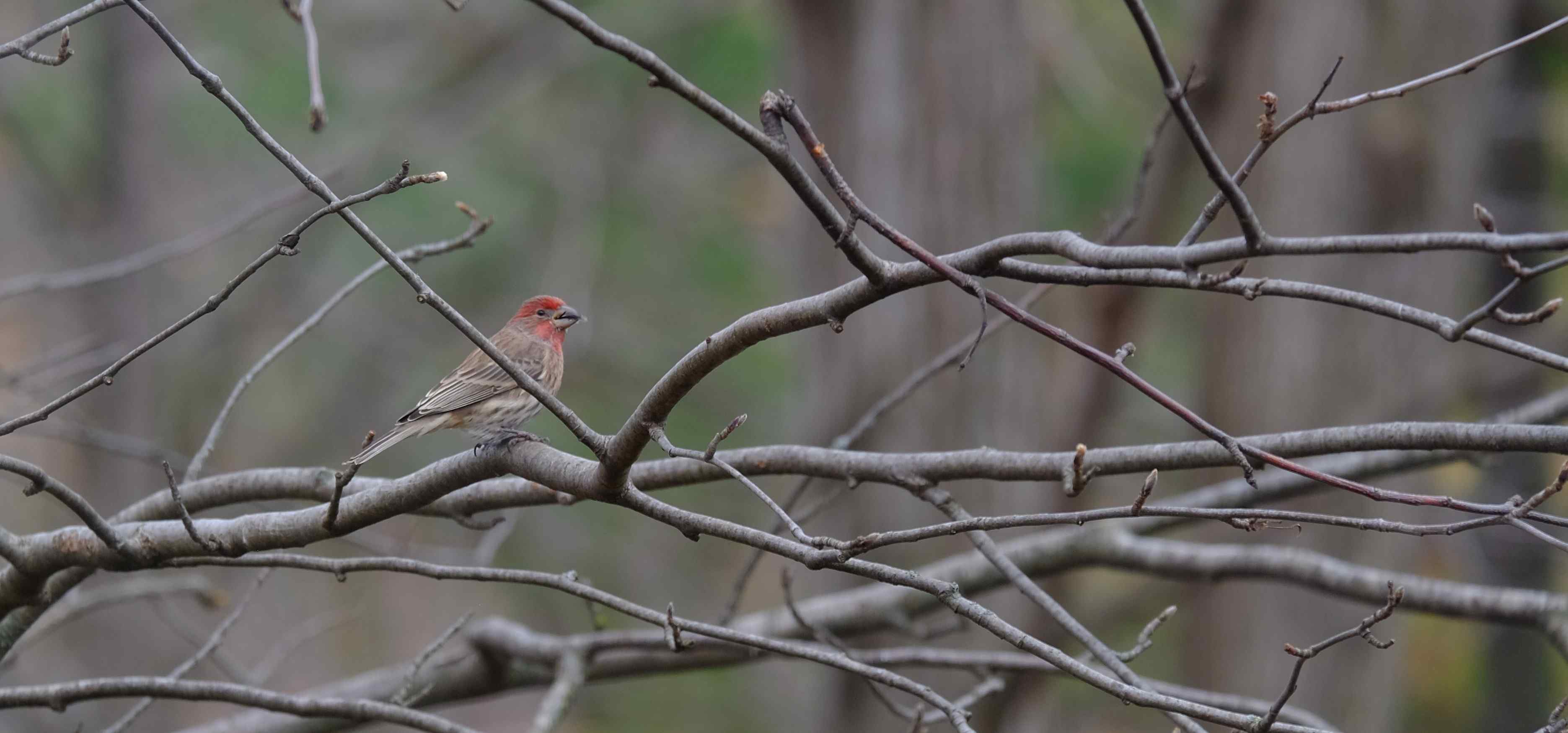 Nature photograph finch feasting
