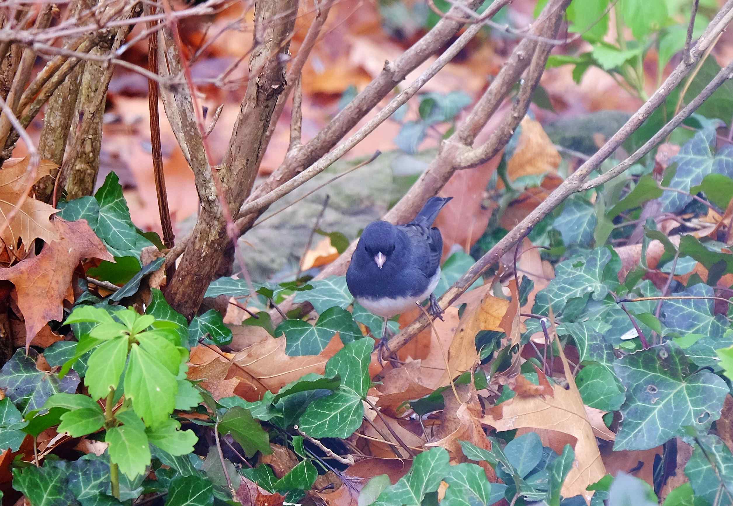 Nature photograph junko in the autumn leaves