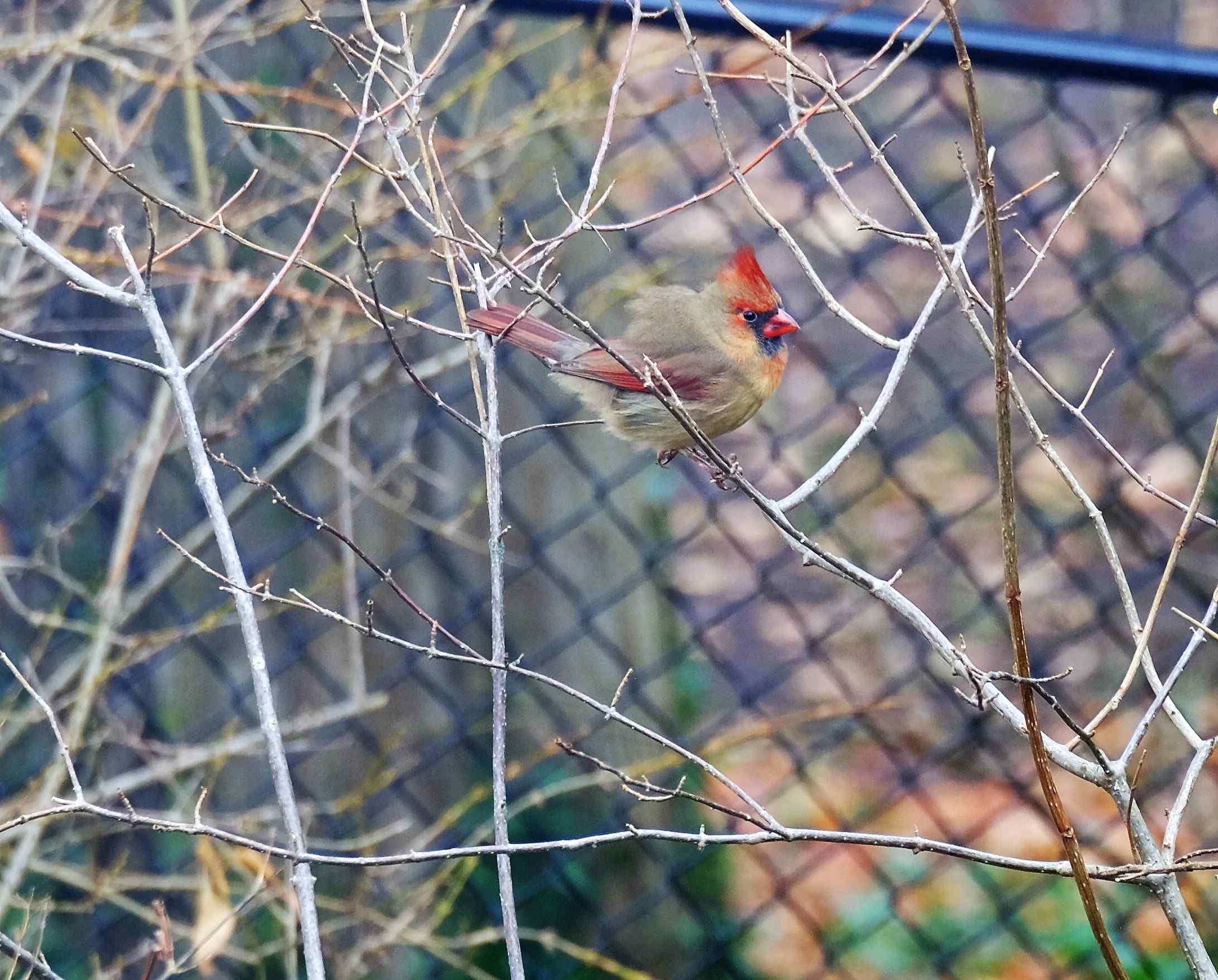 Nature photograph female cardinal