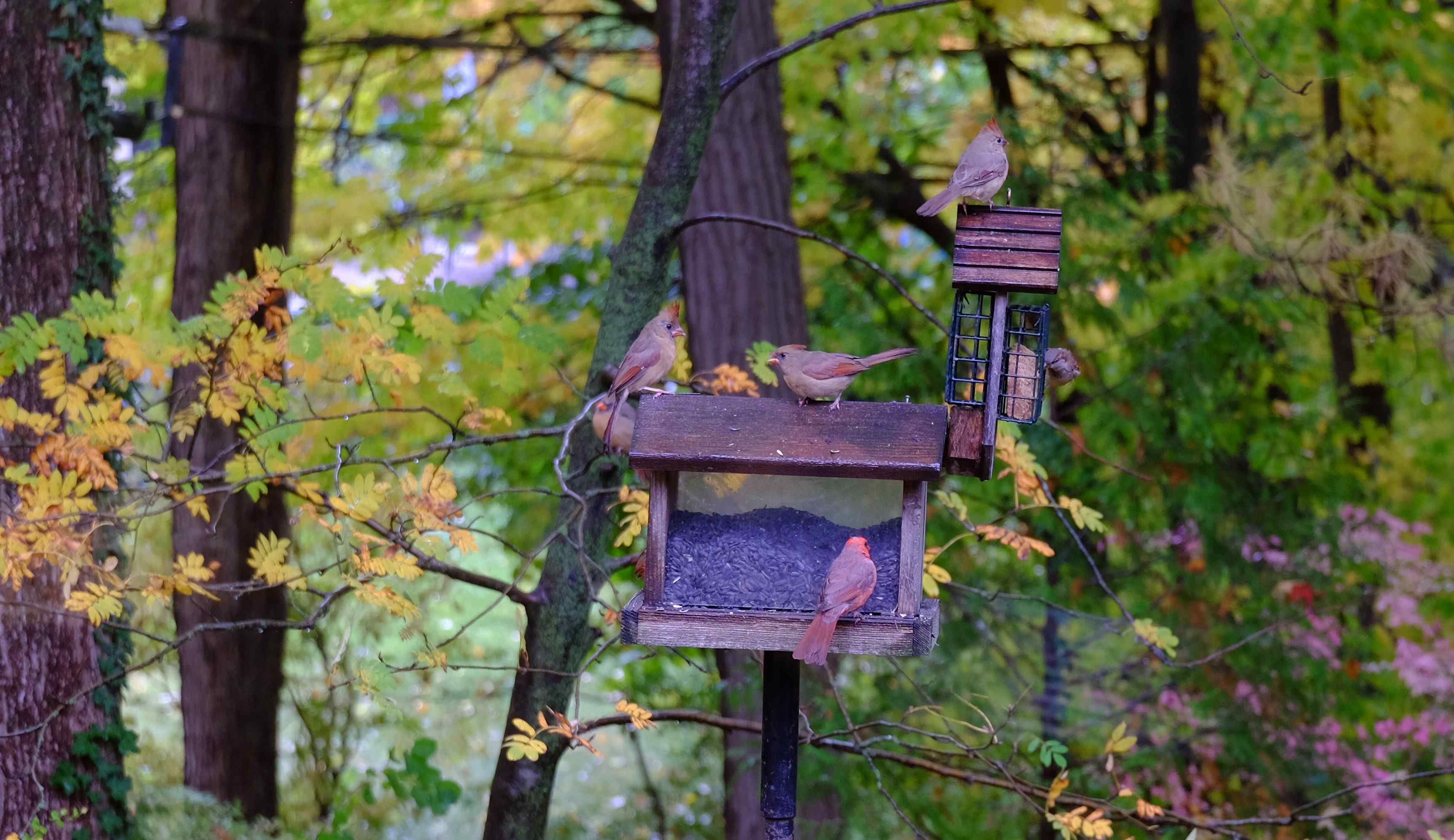 Nature photograph cardinal meeting