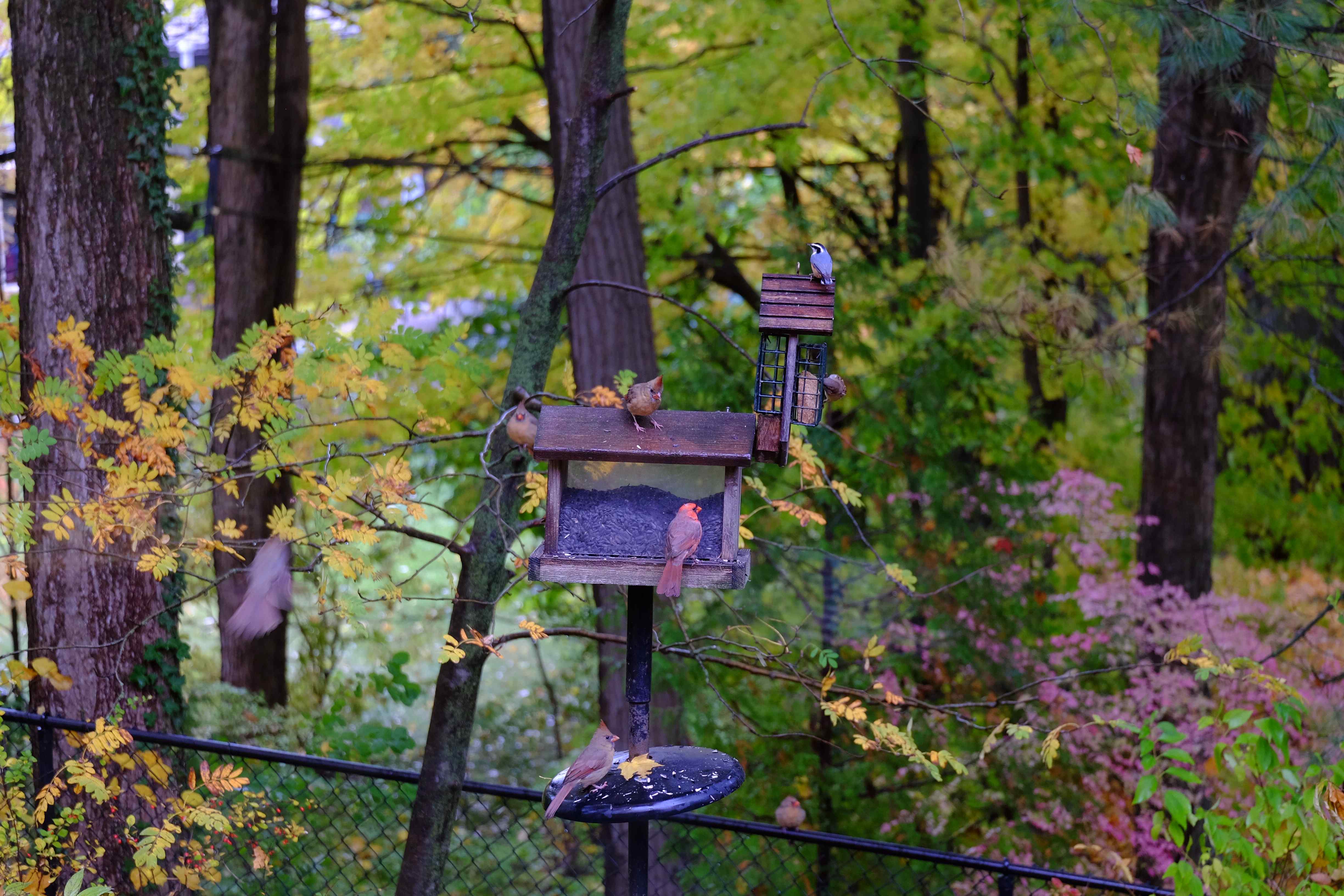 Nature photograph busy feeder