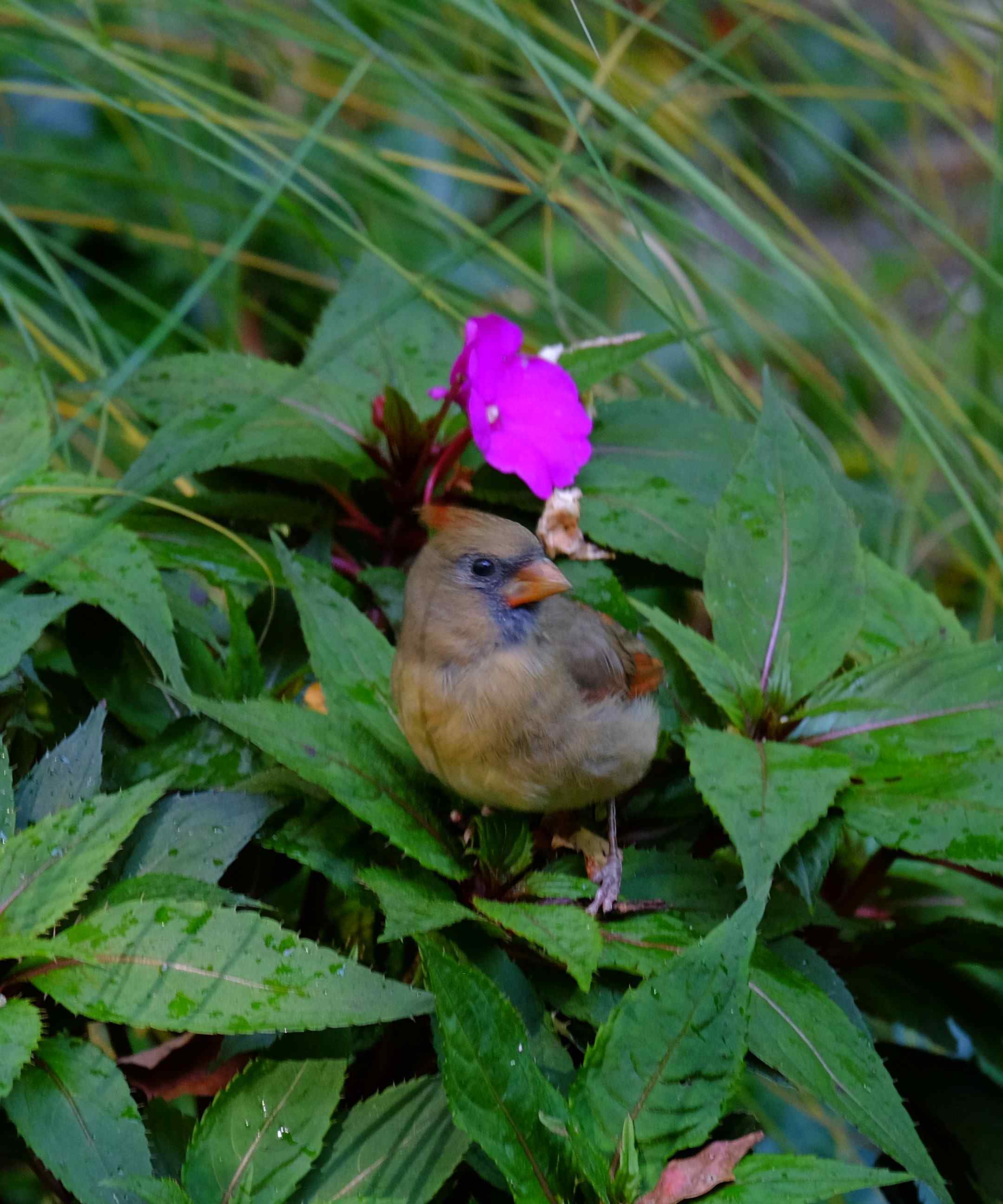 Nature photograph cardinal with pink accents