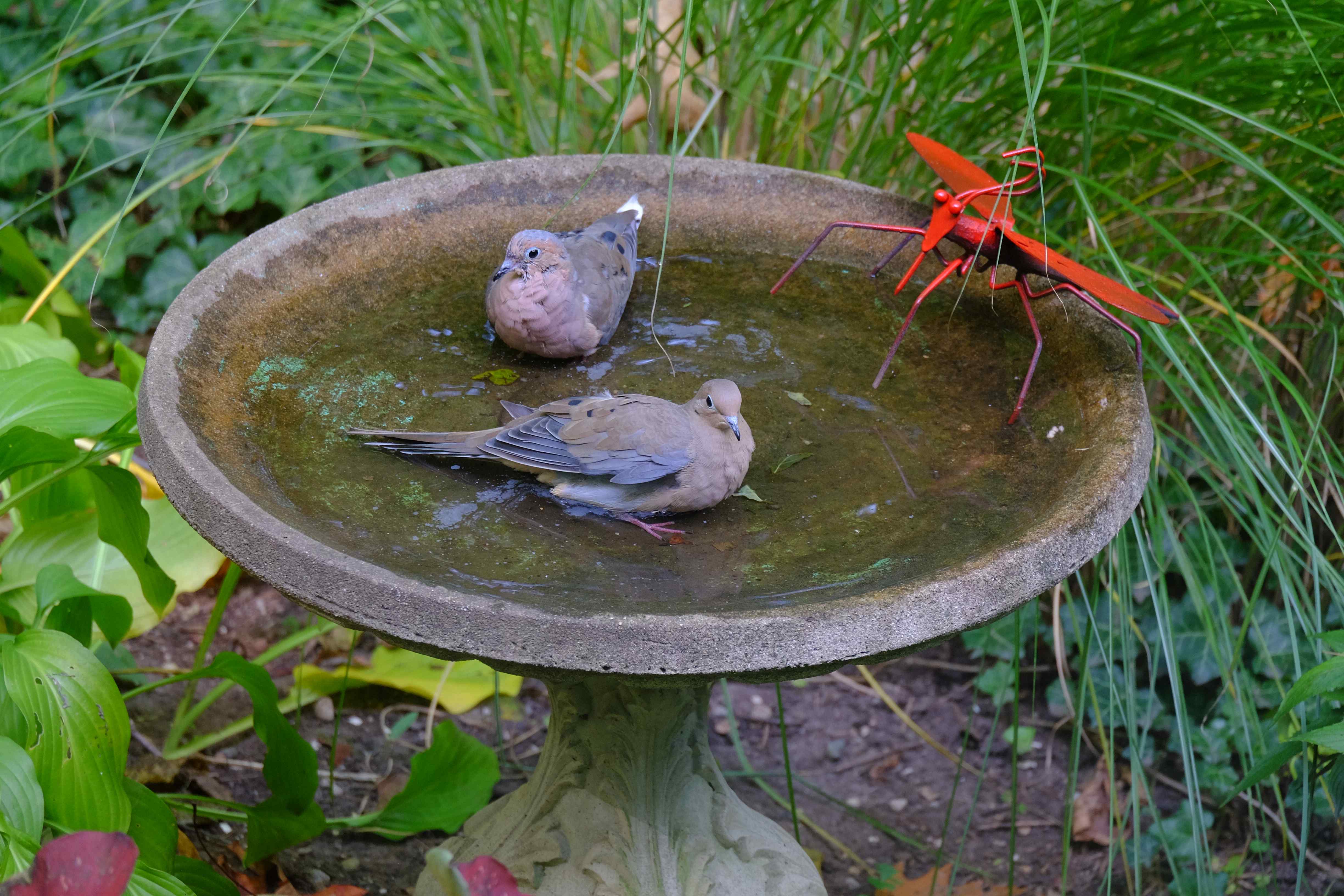 Nature photograph 2 doves in the bath