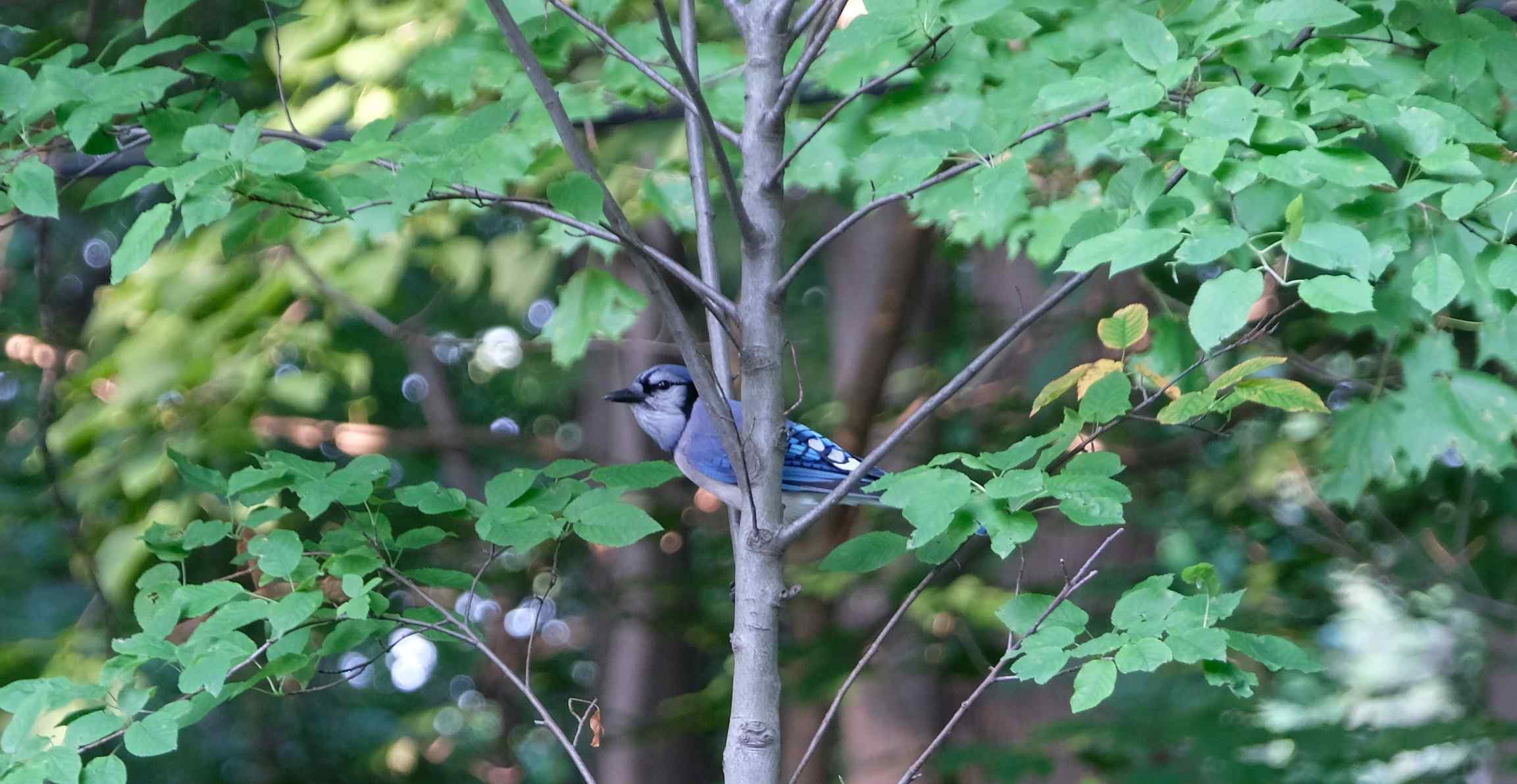 Nature photograph Blue Jay peeking