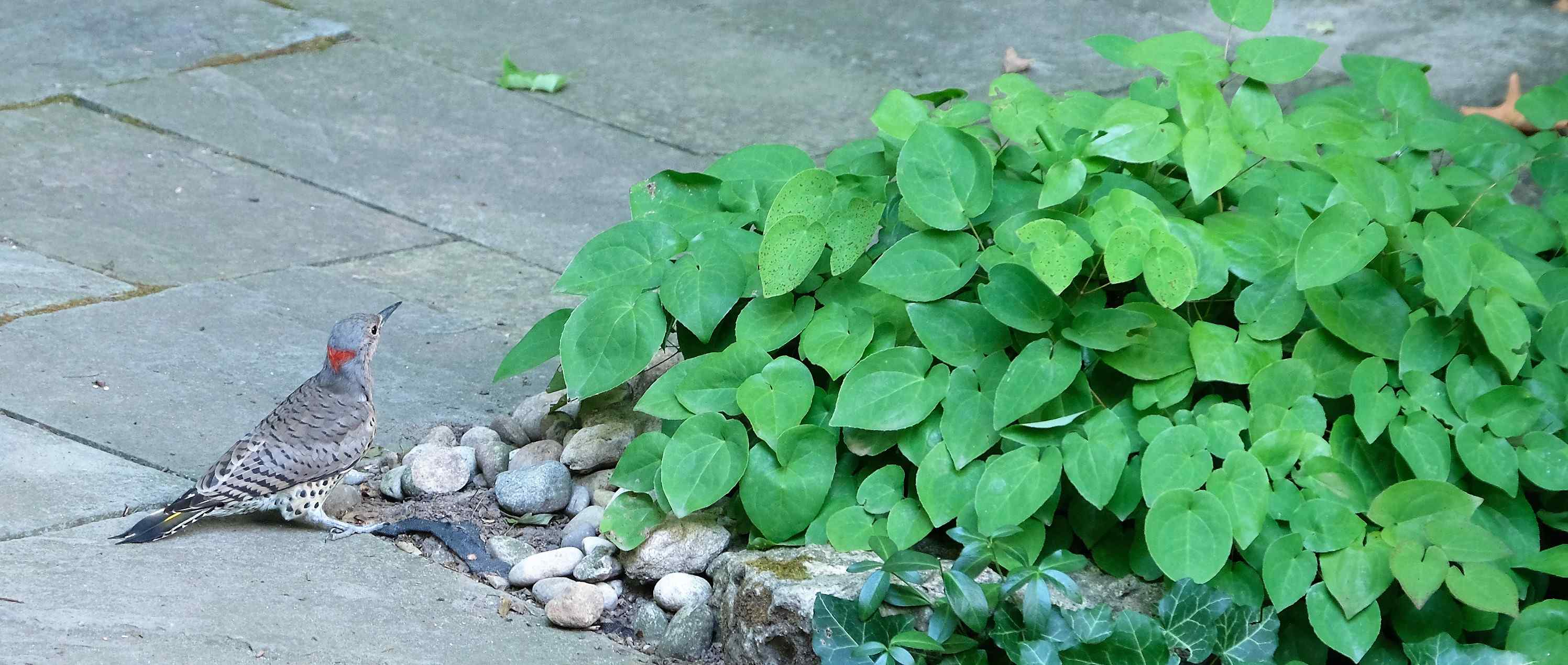 Nature photograph northern flicker by the epimedium