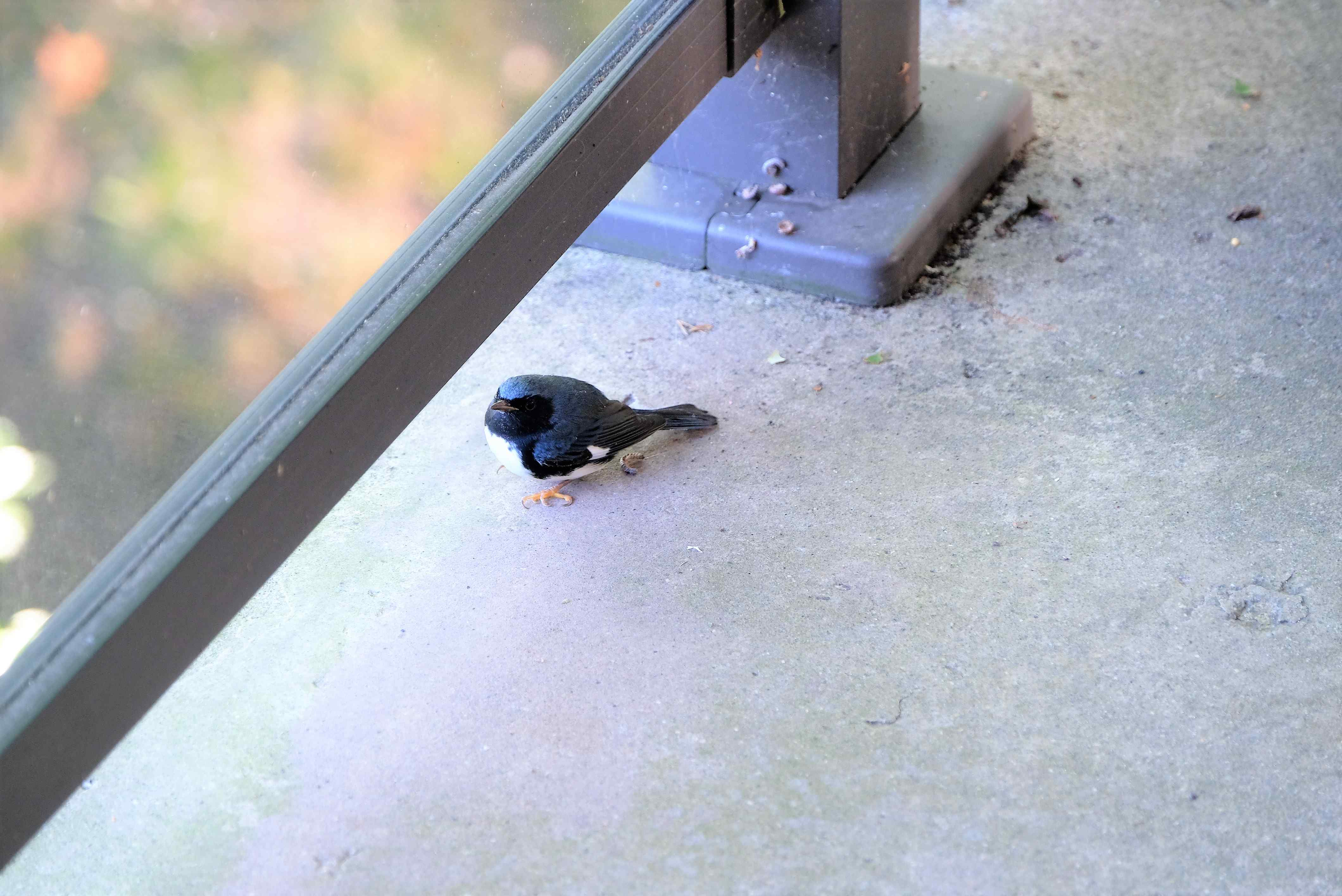 Nature photograph rare bird on the balcony