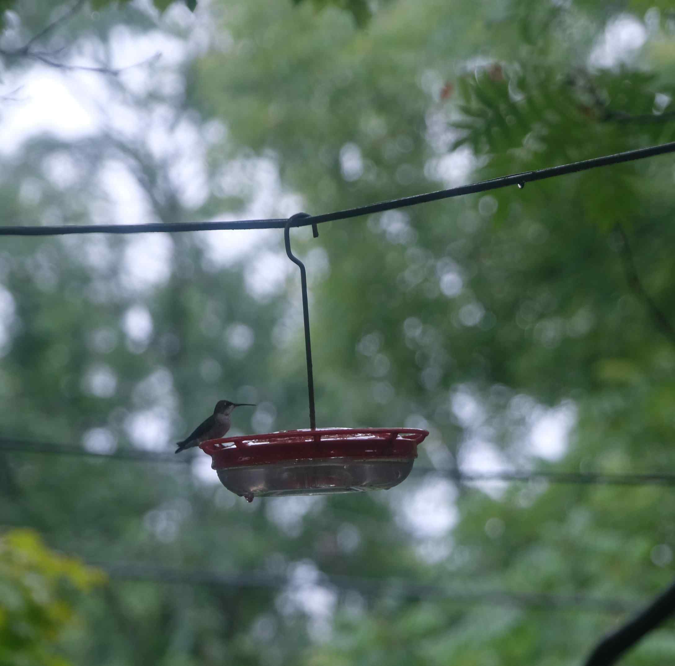 Nature photograph hummingbird at the disc feeder