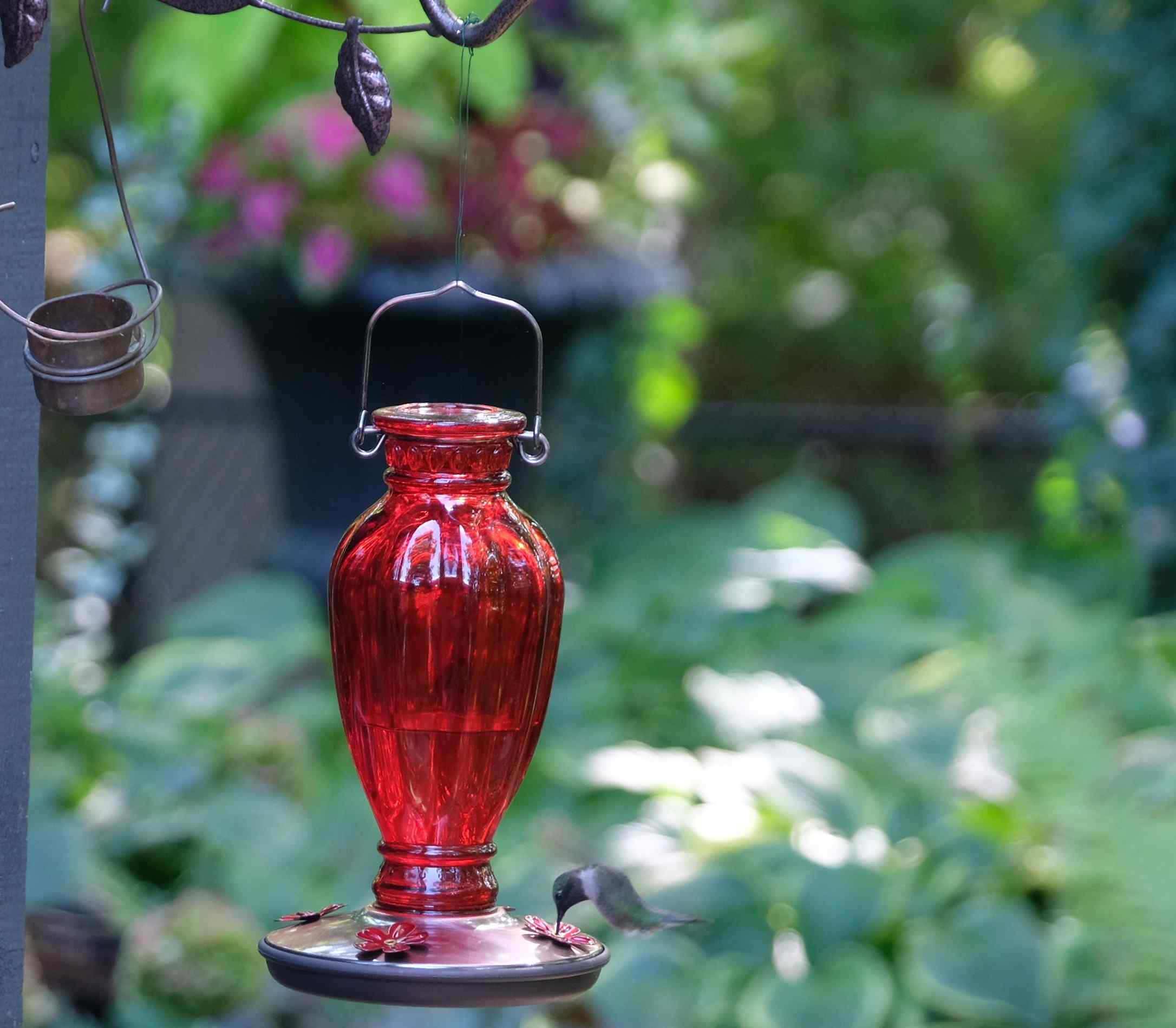 Nature photograph hummingbird having a drink