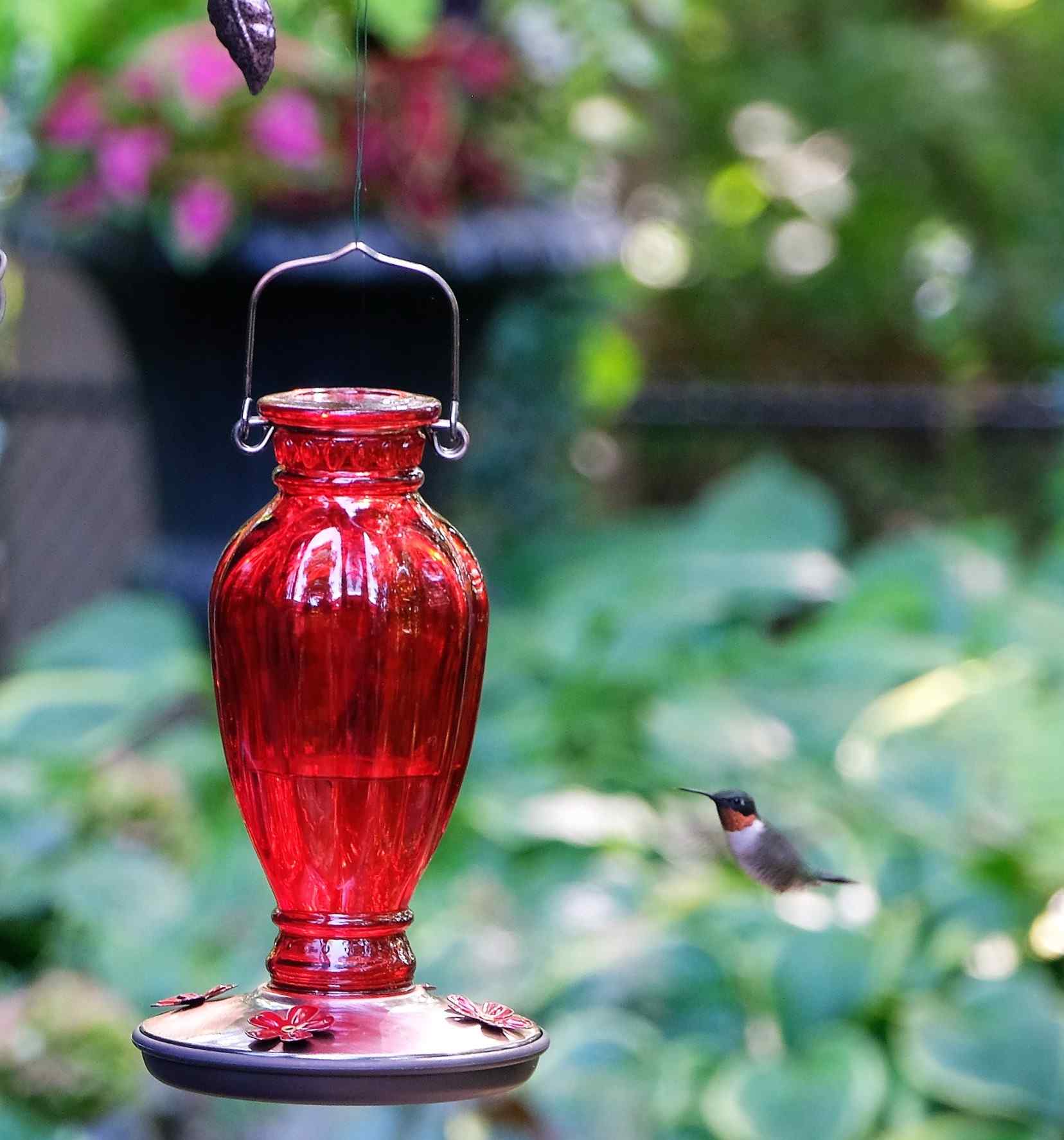 Nature photograph hummingbird coming in for a landing