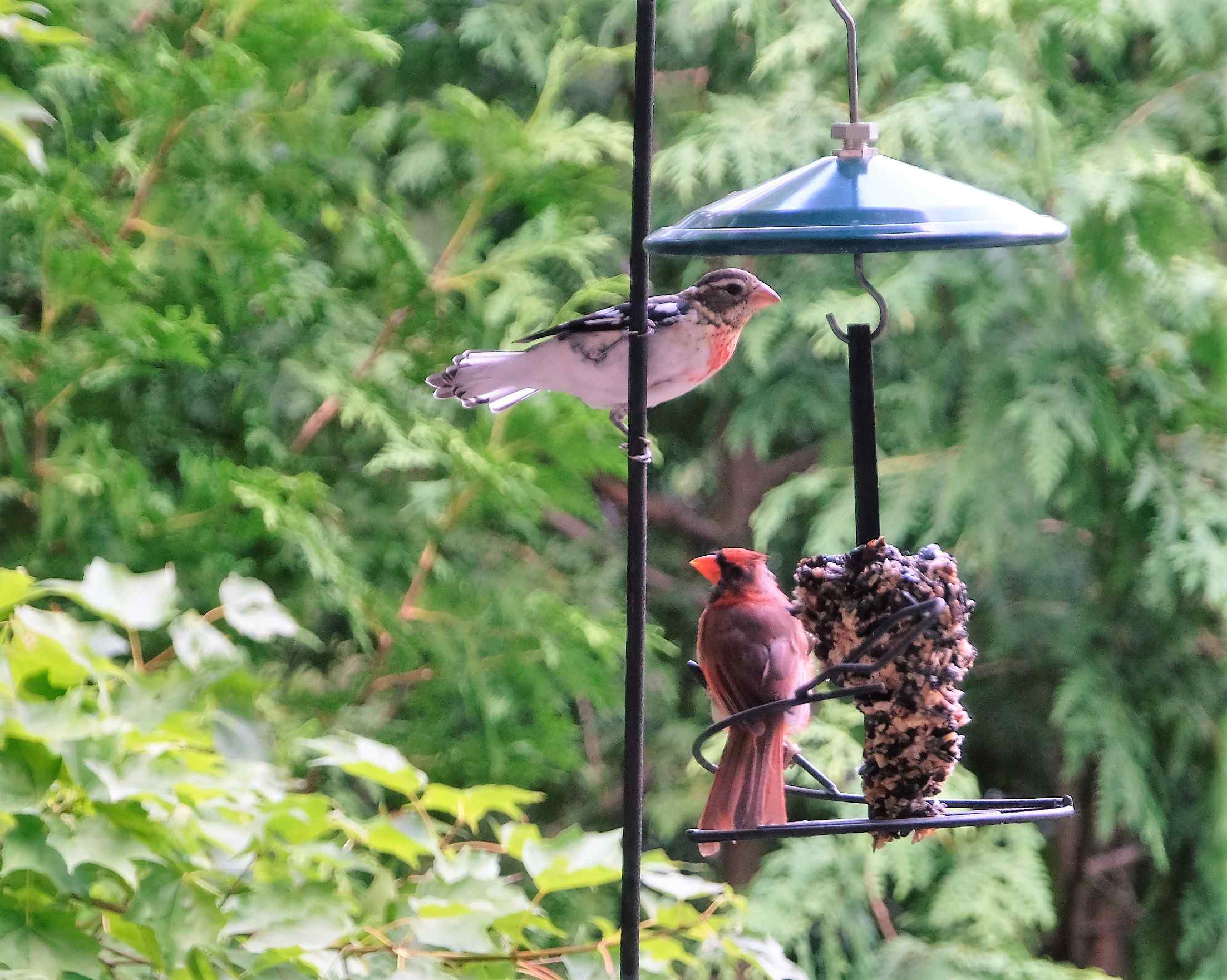 Nature photograph gros beak and a cardinal