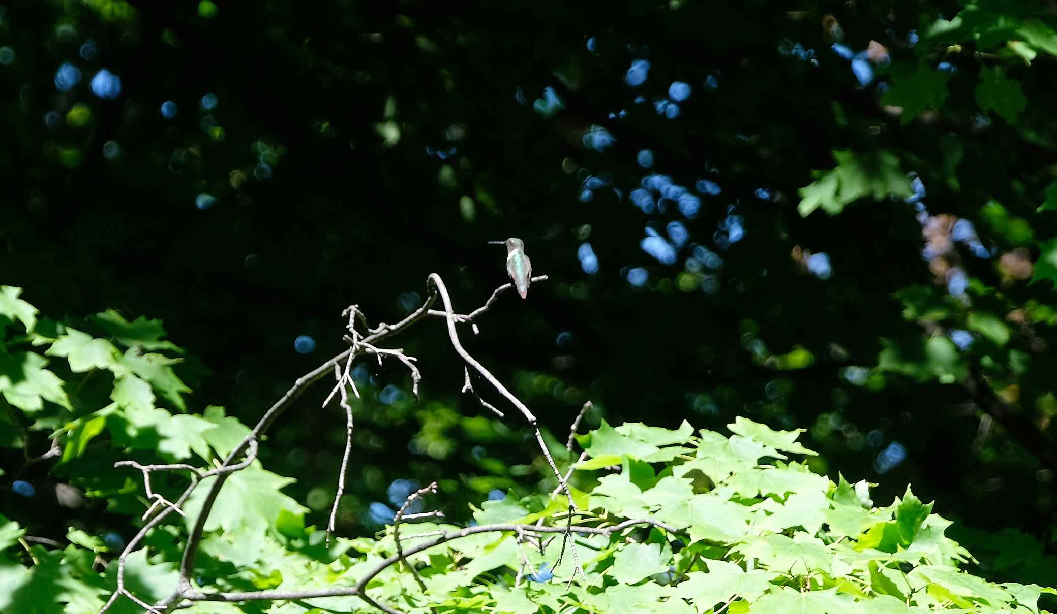 Nature photograph hummingbird and blue dots