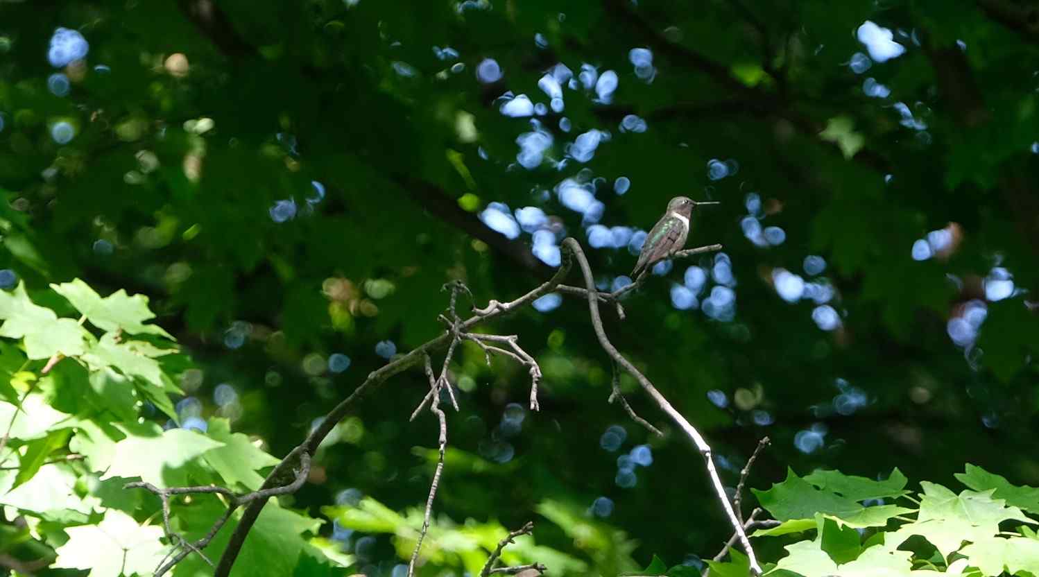 Nature photograph hummingbird in the tree