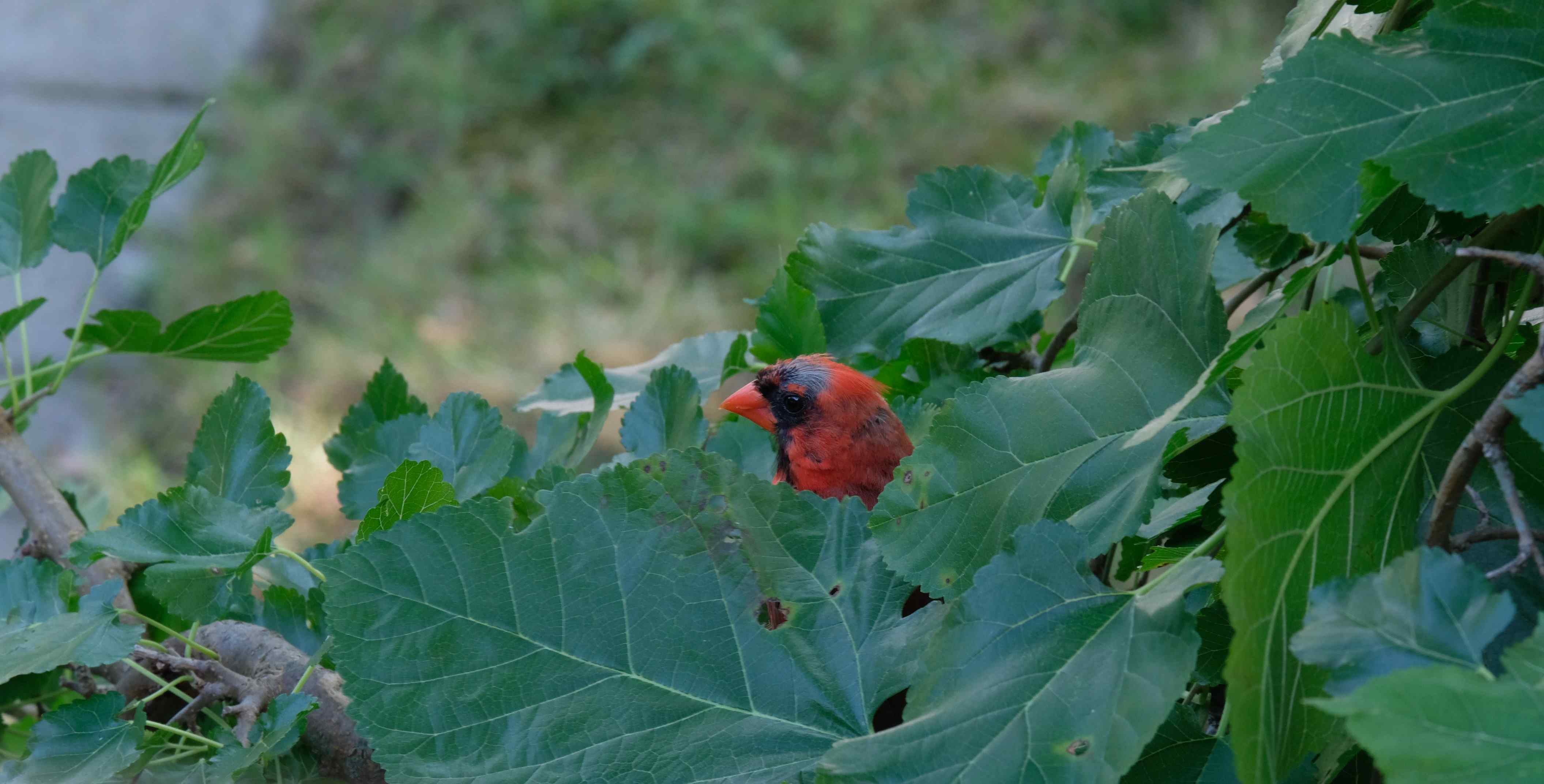 Nature photograph scruffy male cardinal