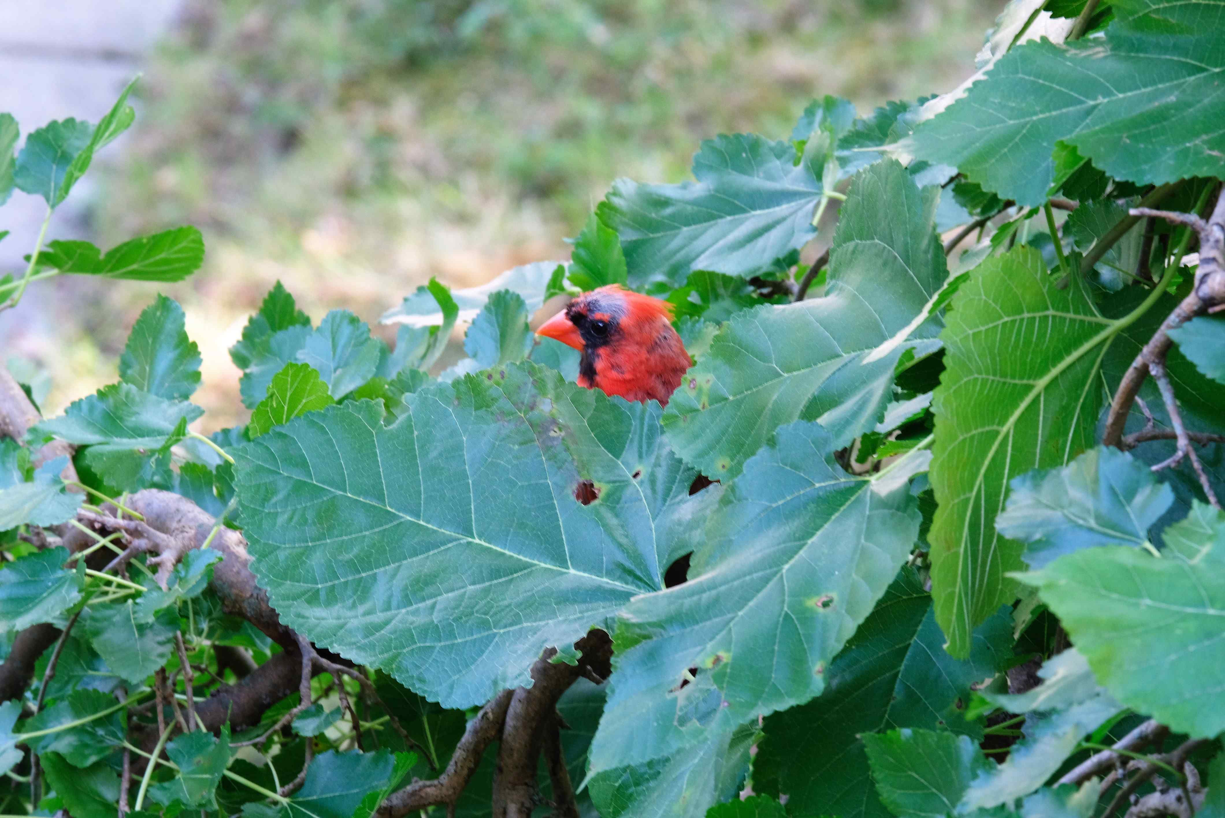 Nature photograph cardinal in the mulberry