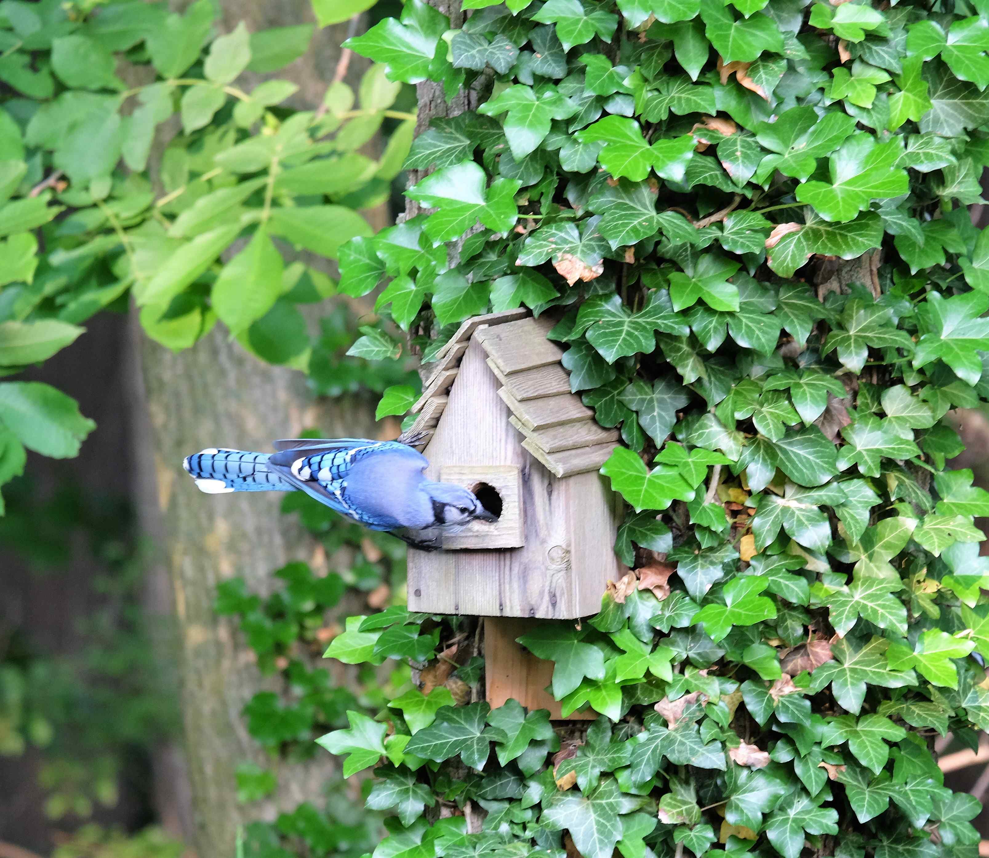 Nature photograph Blue Jay looking into the chickadee birdhouse