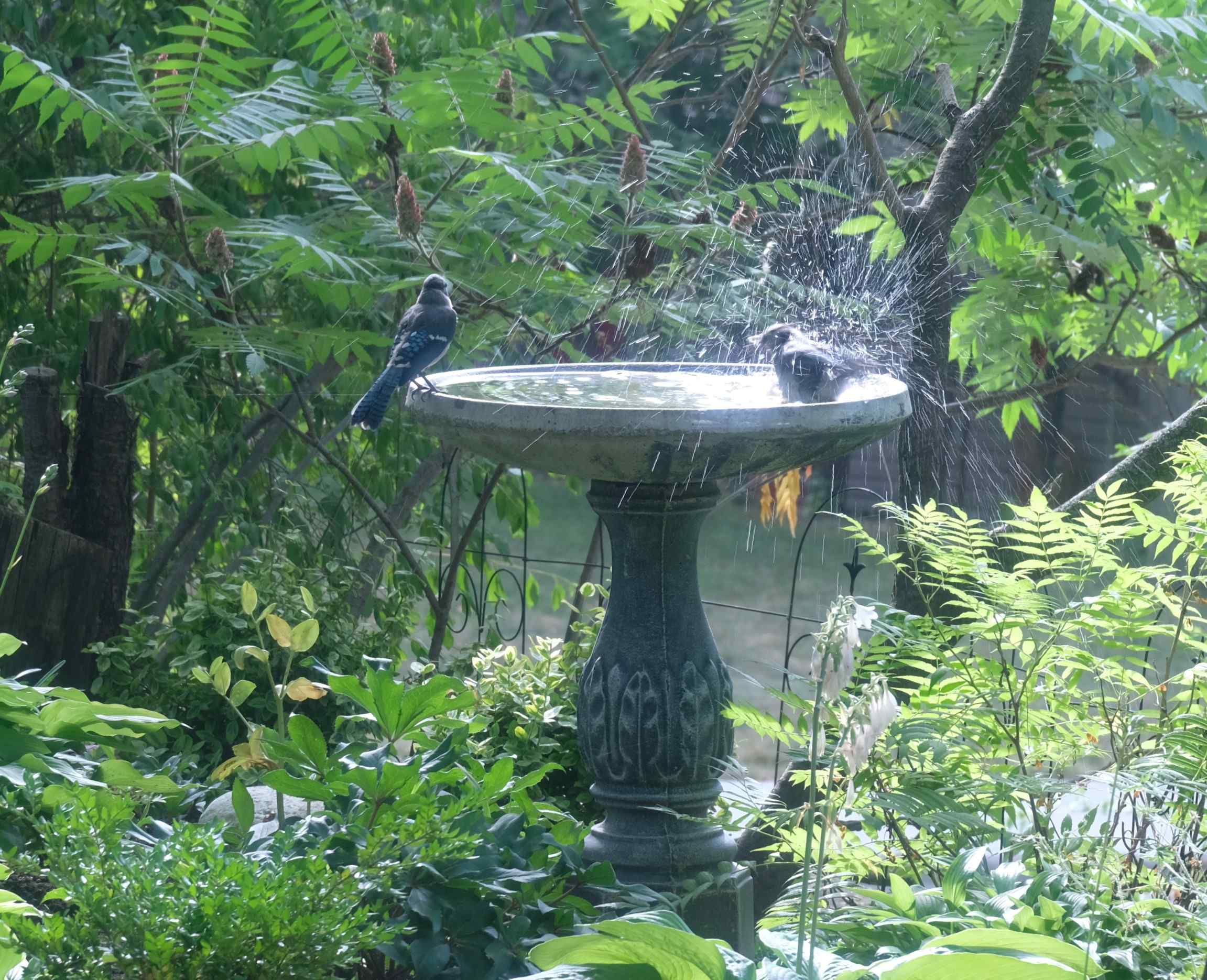 Nature photograph splashing blue jays