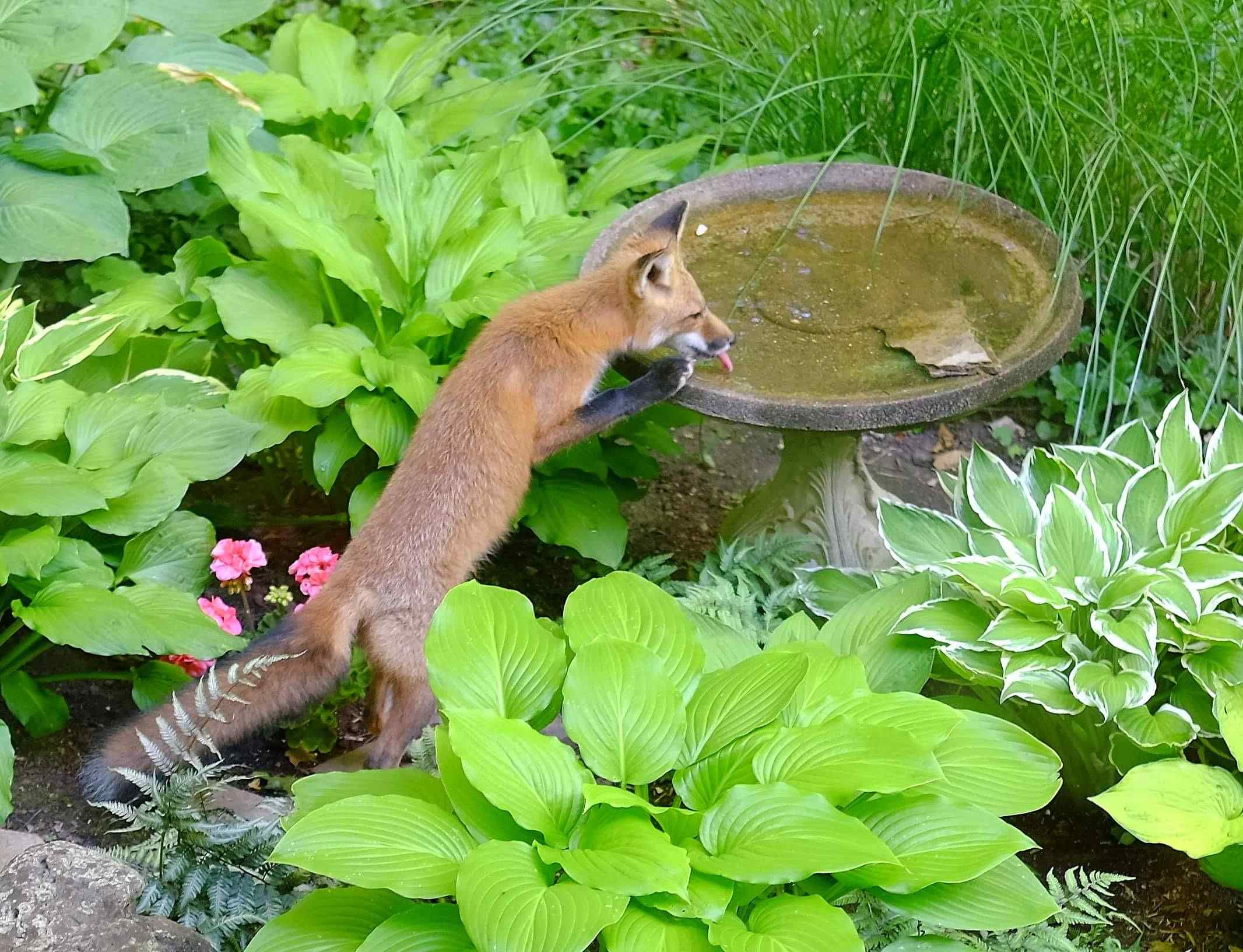 Nature photograph fox and a pink tongue