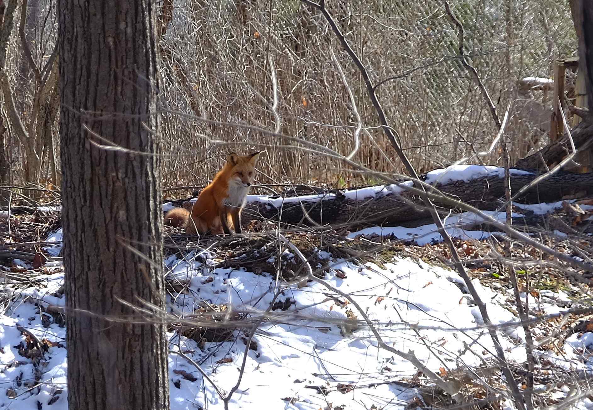 Nature photograph fox in the snow