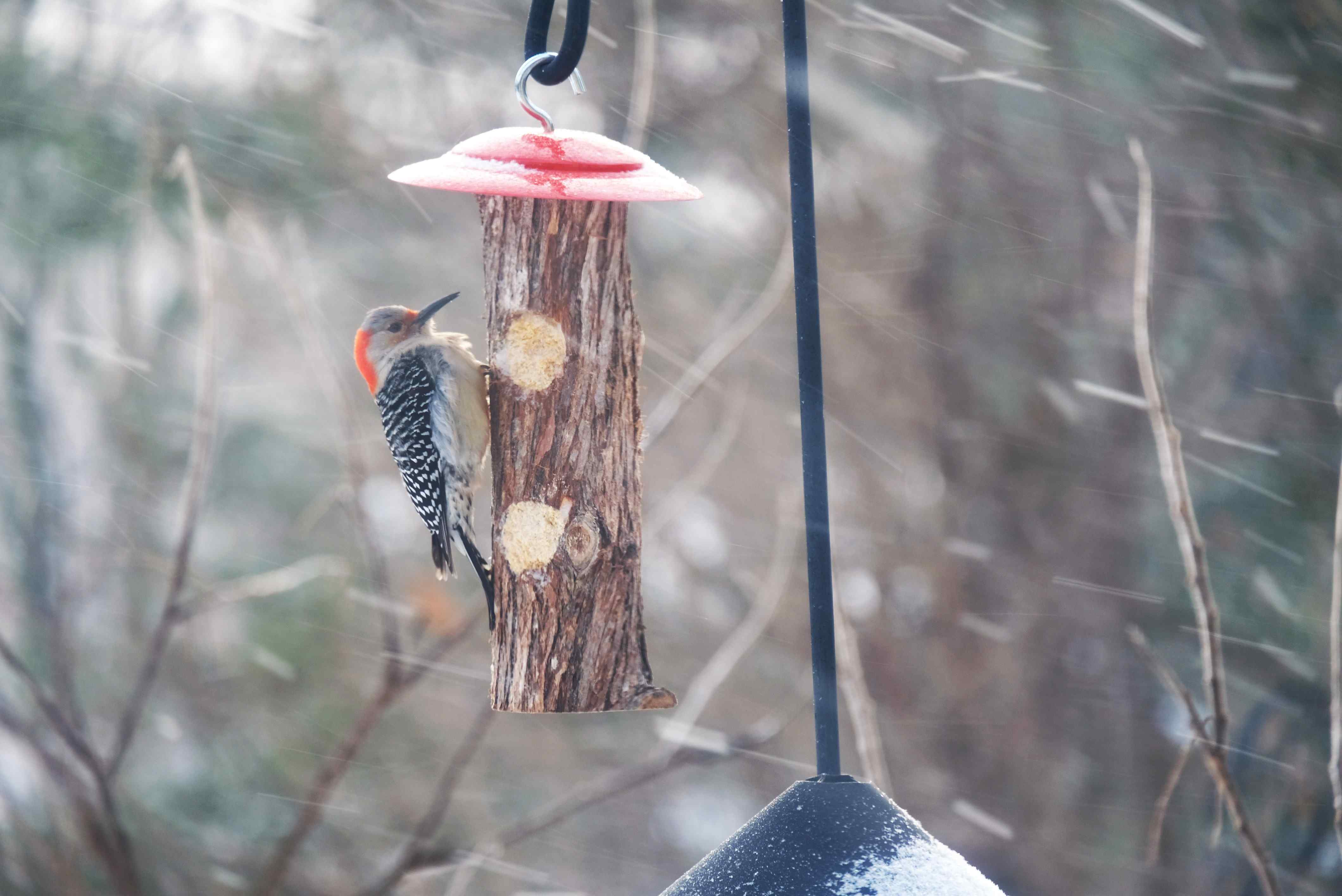 Nature photograph woodpecker in a flurry