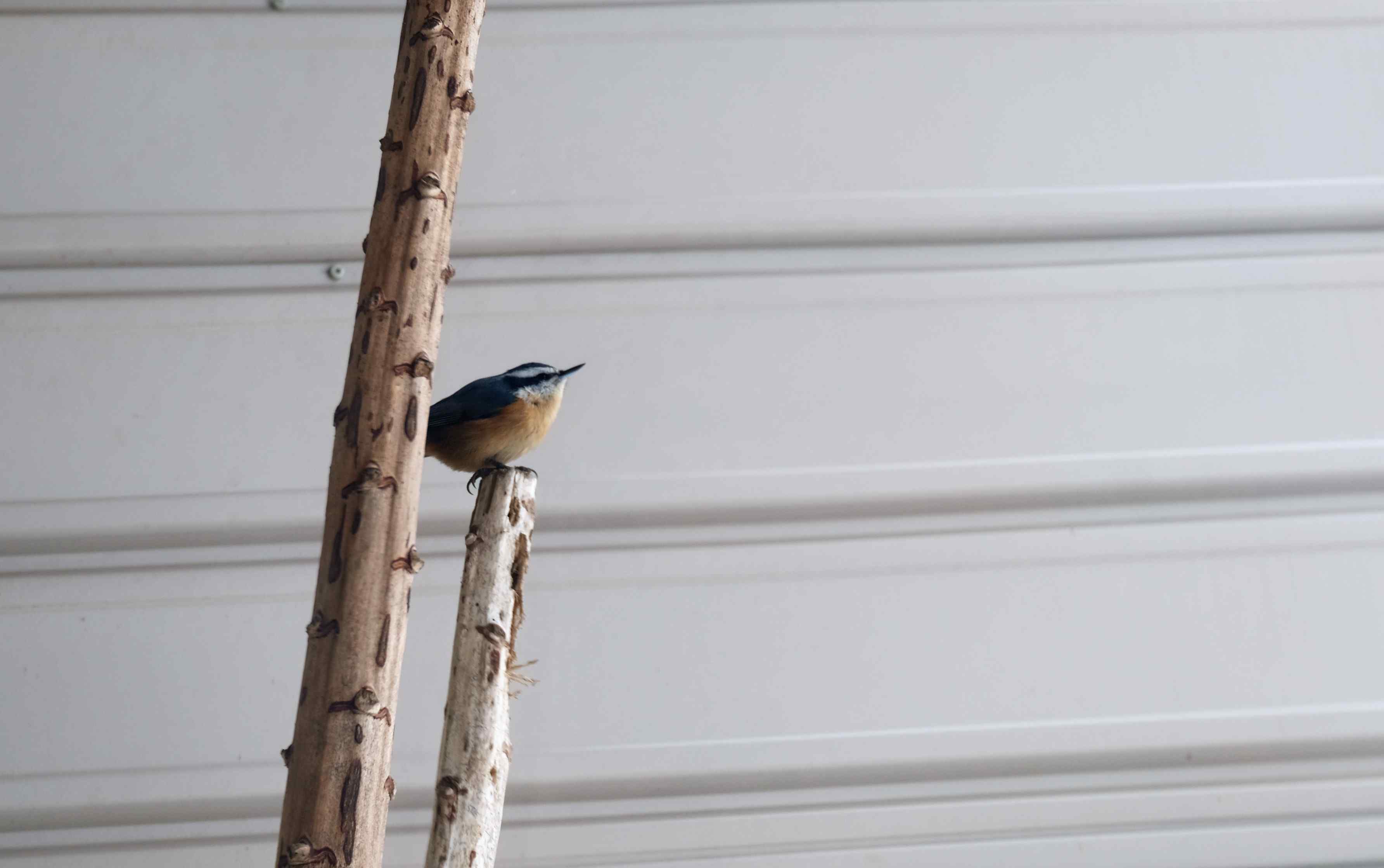 Nature photograph little one on the bamboo